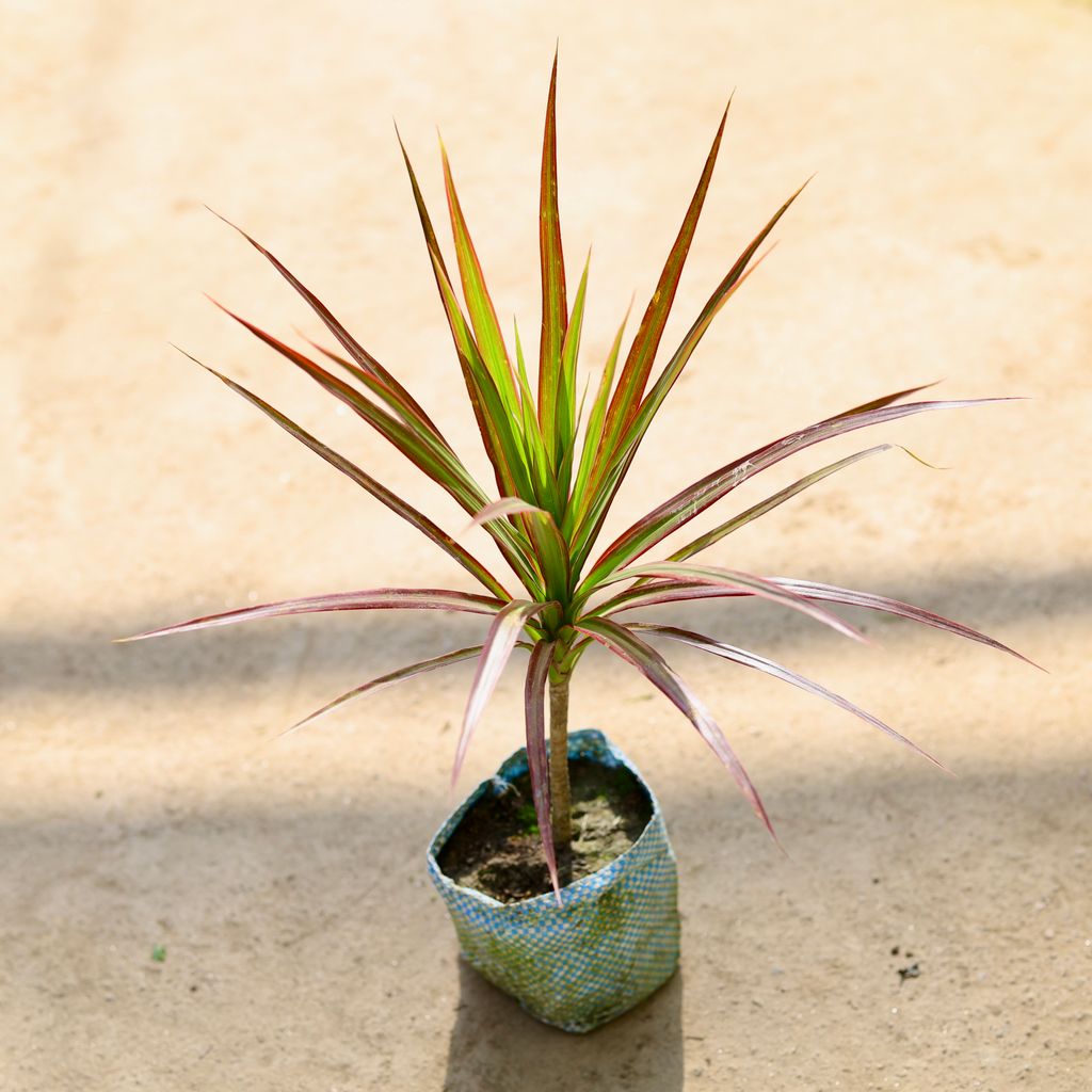 Dracaena Red in 4 Inch Nursery bag