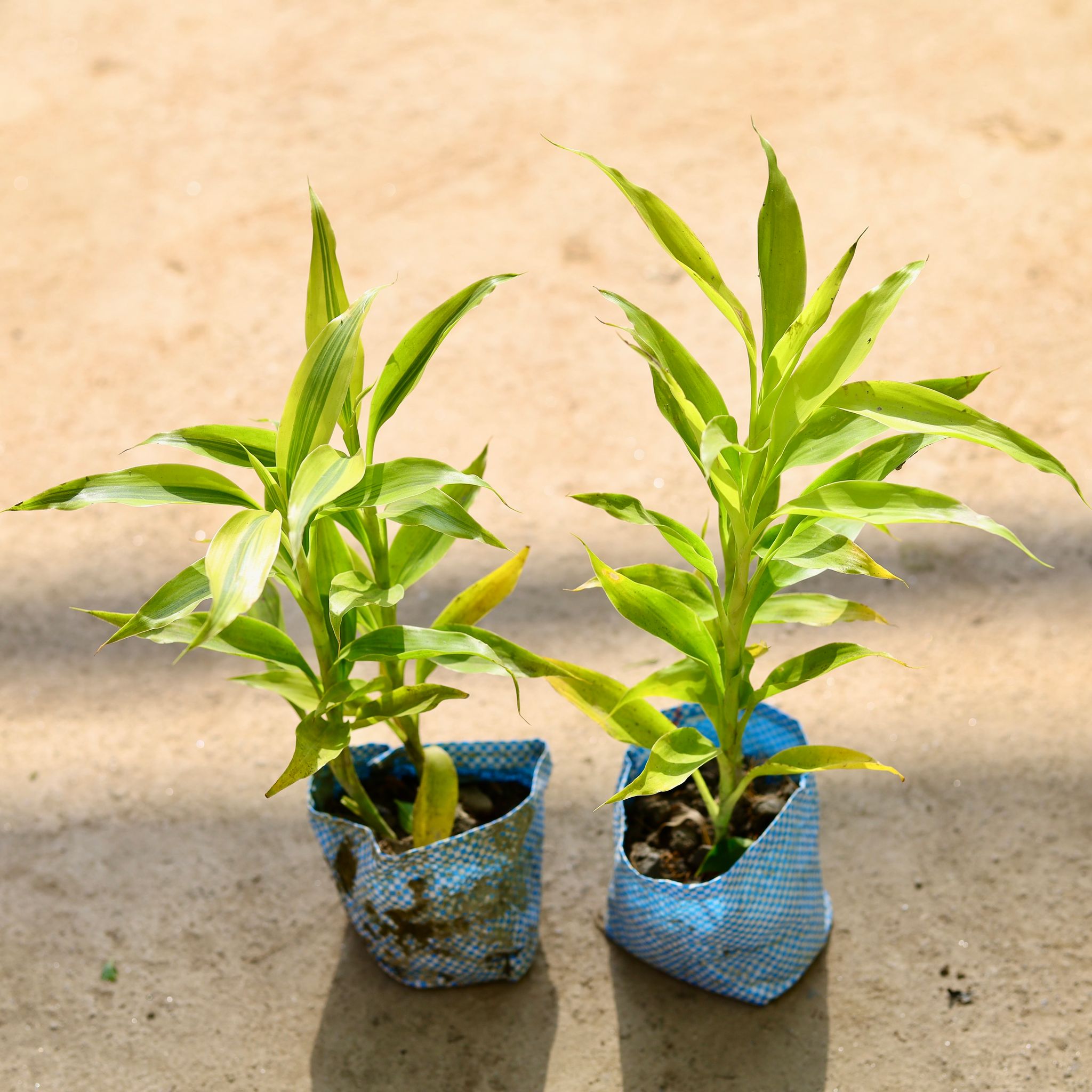 Set of 2 - Lucky Bamboo (Golden & Green) in 4 Inch Nursery bag