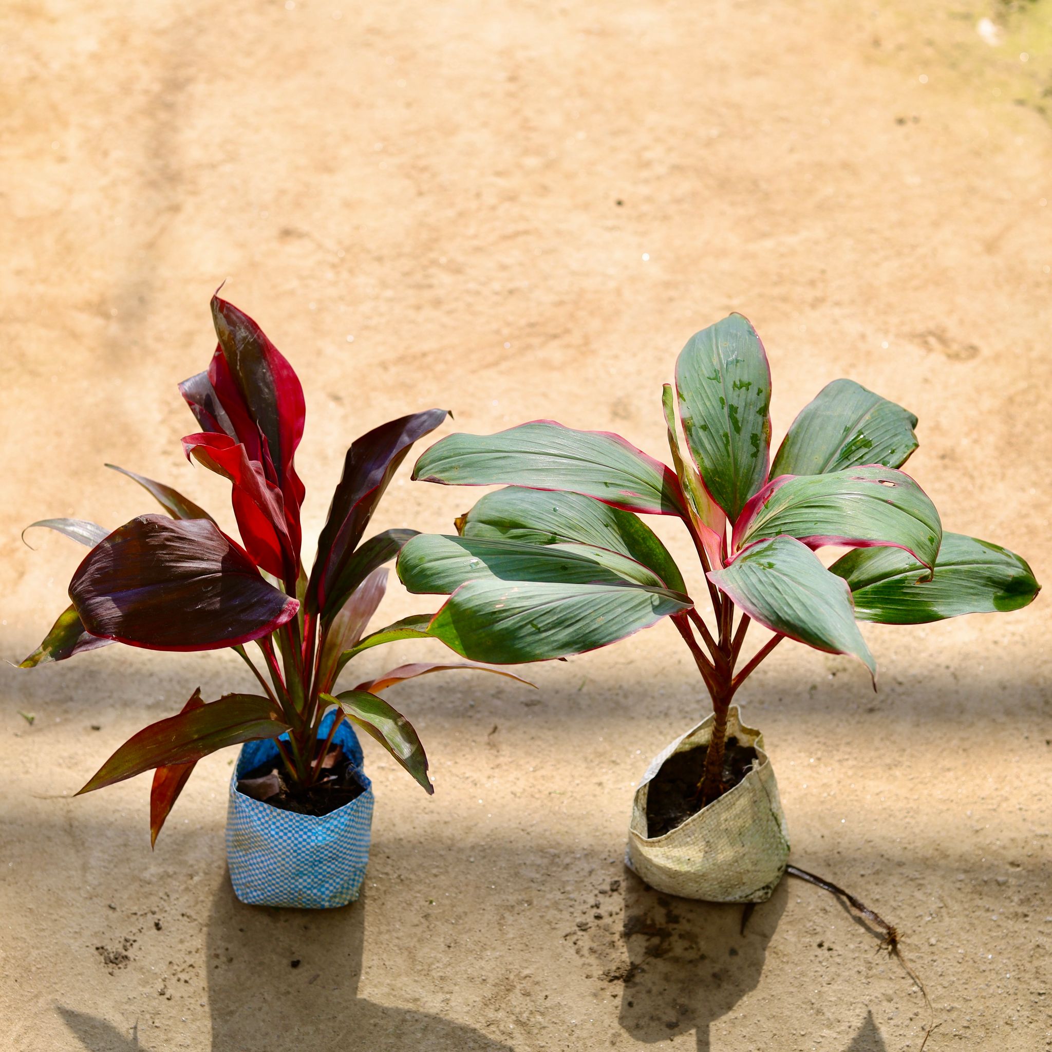 Set of 2 - Dracaena (Kedarnath & Rosea) in 4 Inch Nursery bag