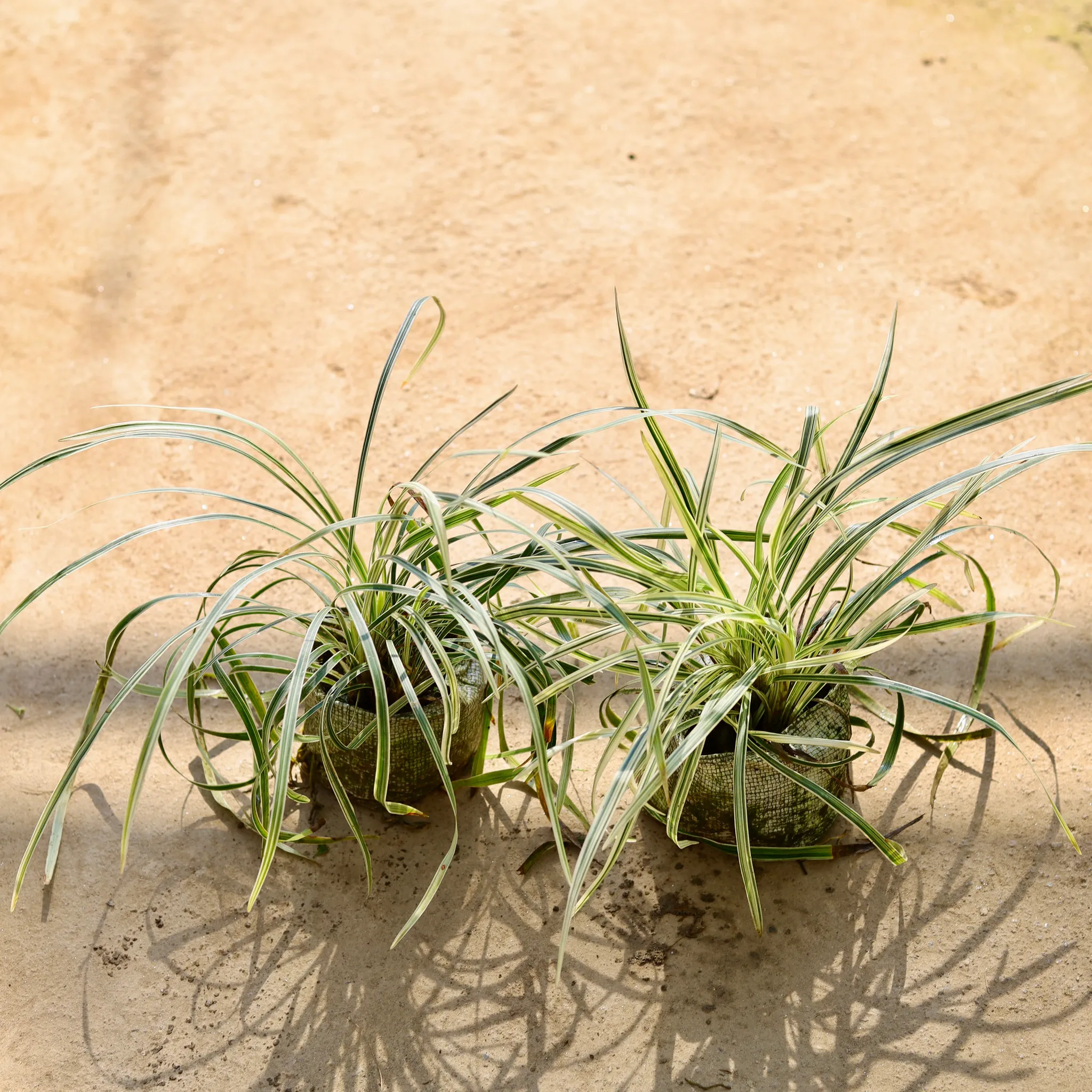 Set of 2 - Dracaena White in 4 Inch Nursery bag