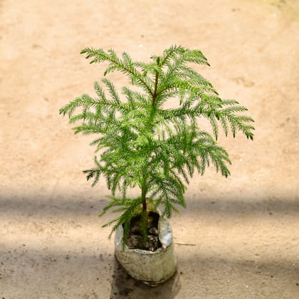 Buy  Araucaria in 4 Inch Nursery bag Online | Urvann.com