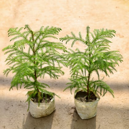 Buy Araucaria in 4 Inch Nursery bag Online | Urvann.com