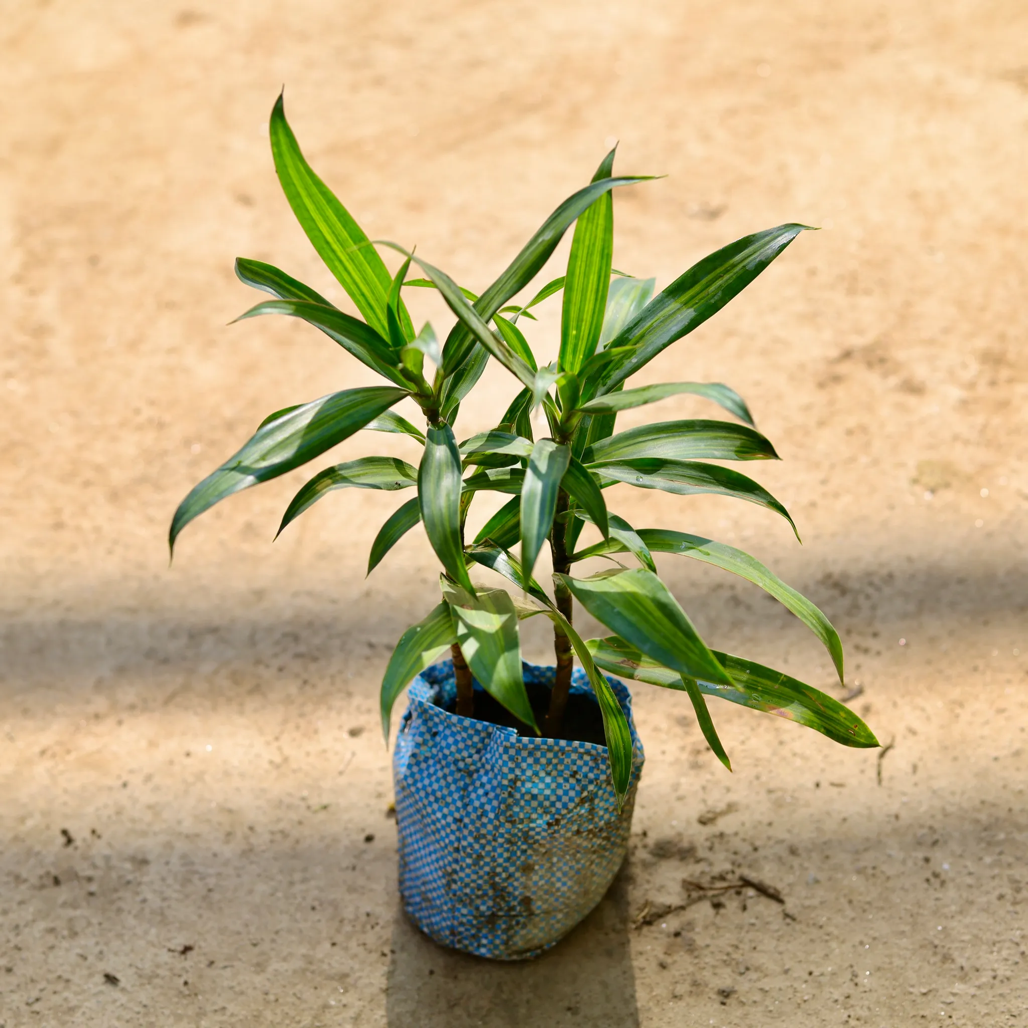 Dracaena Messenger in 4 Inch Nursery bag