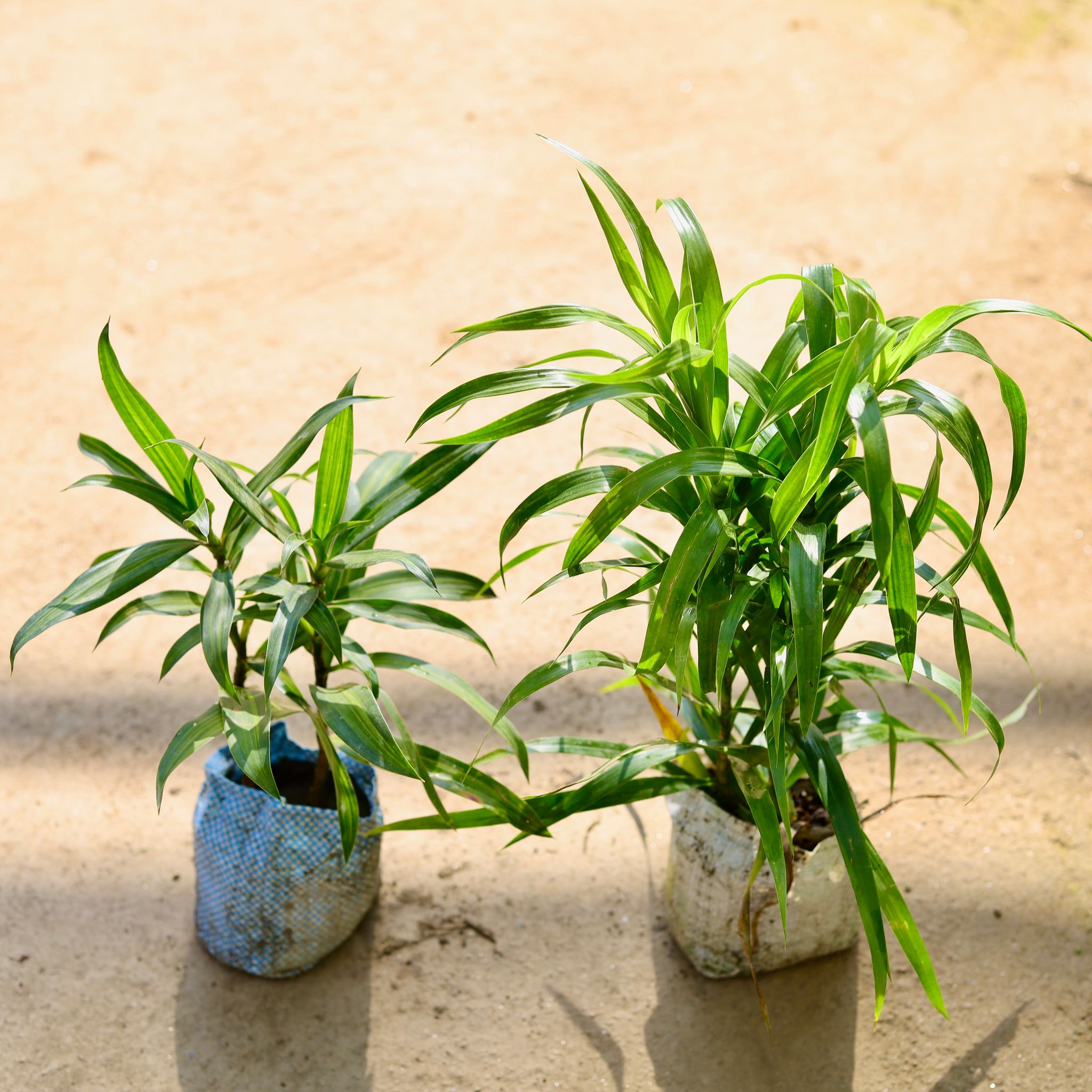 Set of 2 - Dracaena (Green & Messenger) in 4 Inch Nursery bag