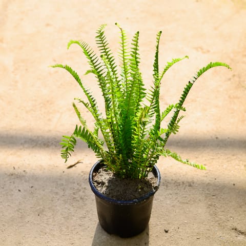 Fern in 6 Inch Nursery Pot