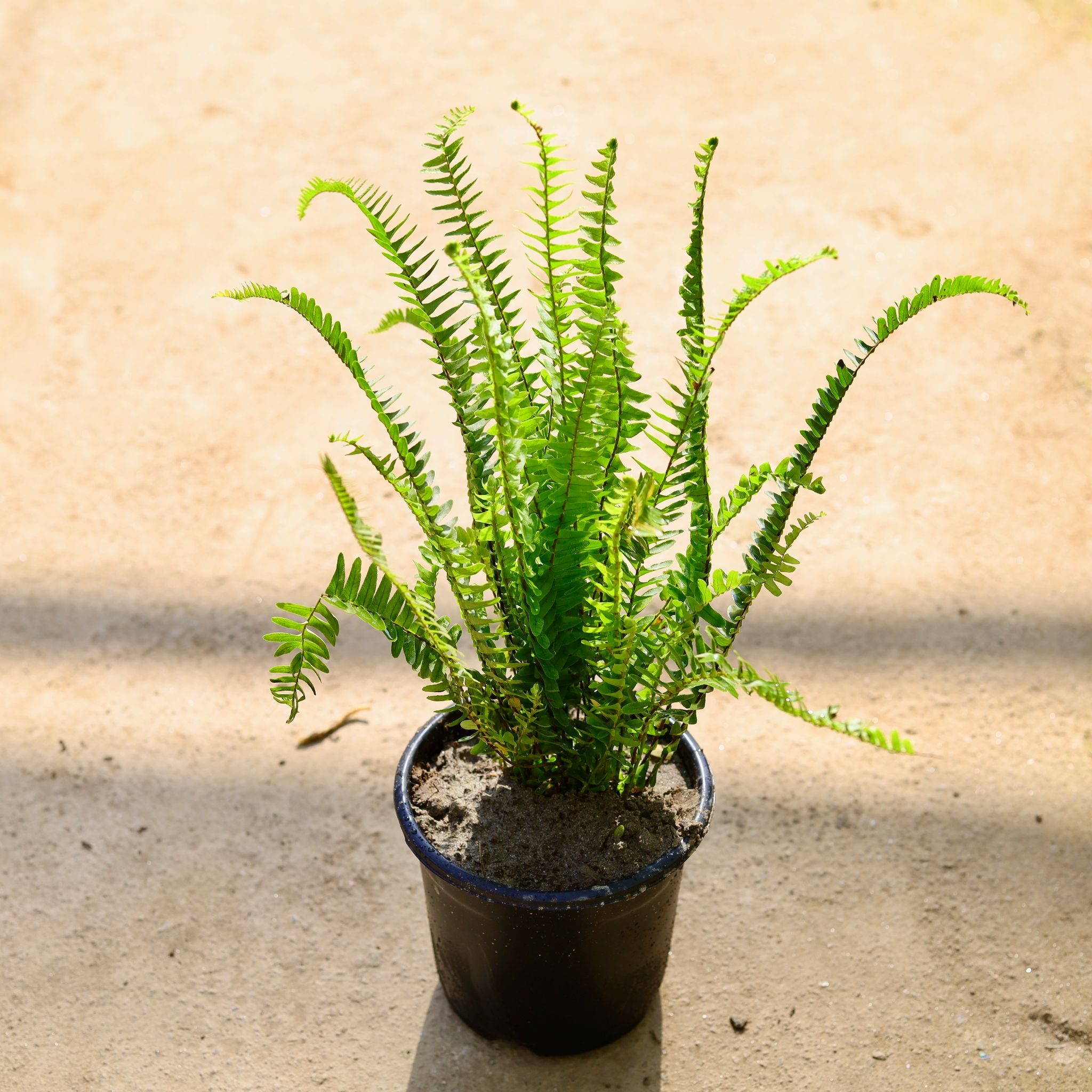 Fern in 6 Inch Nursery Pot