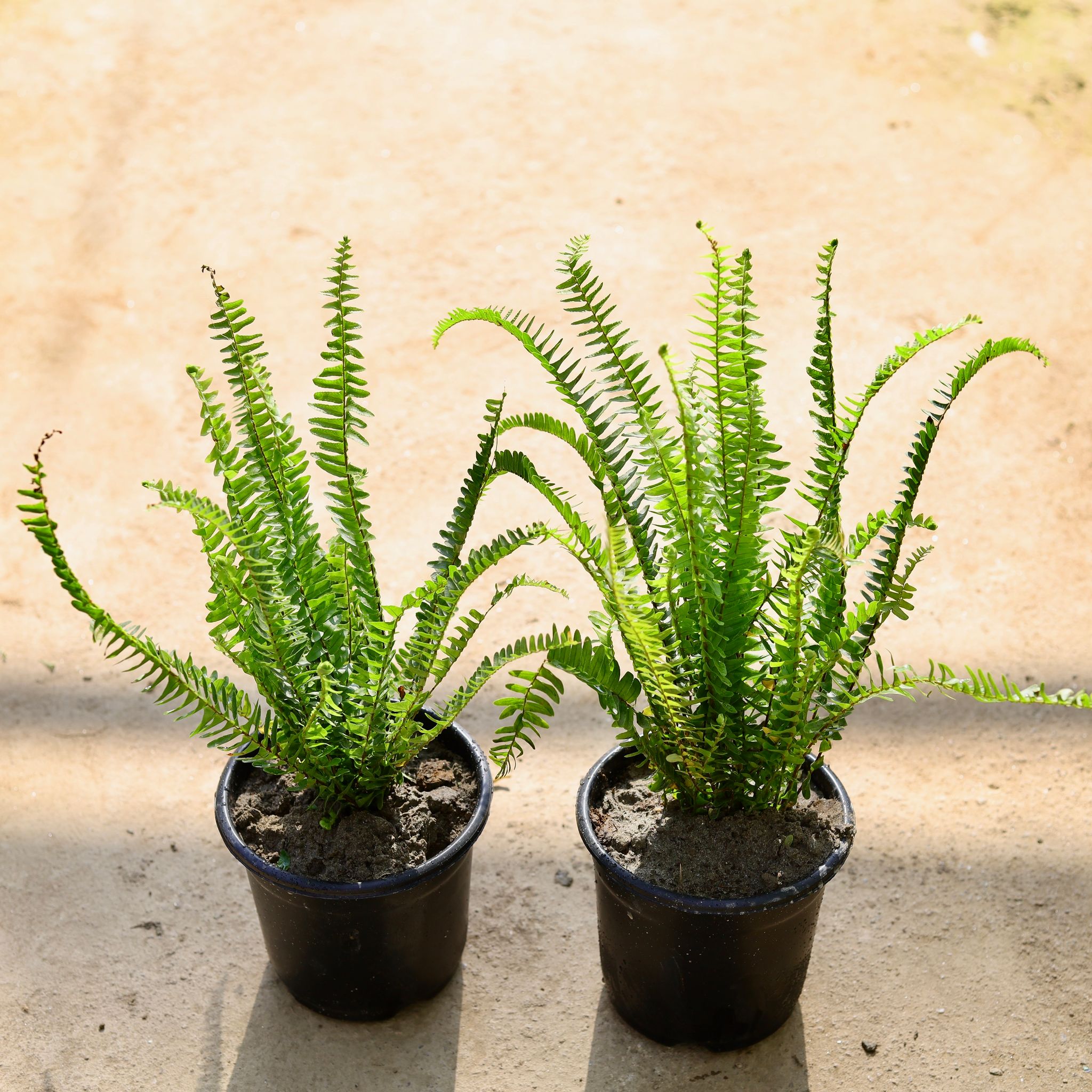 Set of 2 - Fern in 6 Inch Nursery Pot