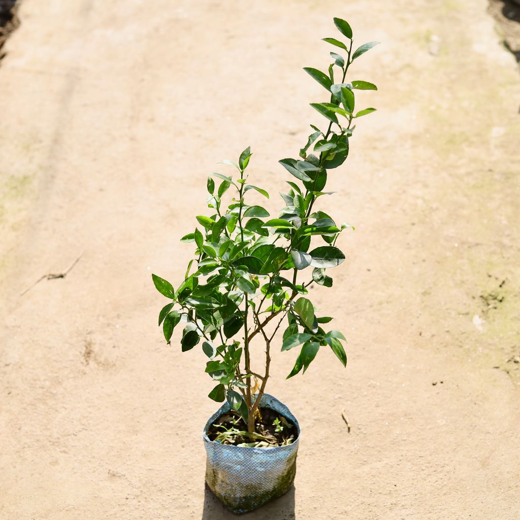 Buy Nimbu / Lemon Plant in 8 Inch Nursery bag Online | Urvann.com Nimbu / Lemon Plant in 8 Inch Nursery bag