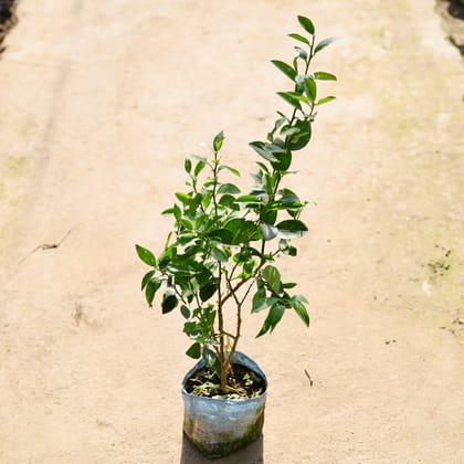 Buy Nimbu / Lemon Plant in 8 Inch Nursery bag Online | Urvann.com