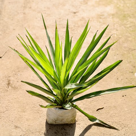 Silver Yucca in 8 Inch Nursery bag
