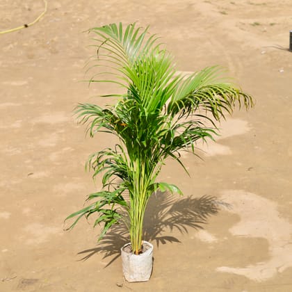 Areca Palm (~ 3.5 ft) in 5 Inch Nursery bag