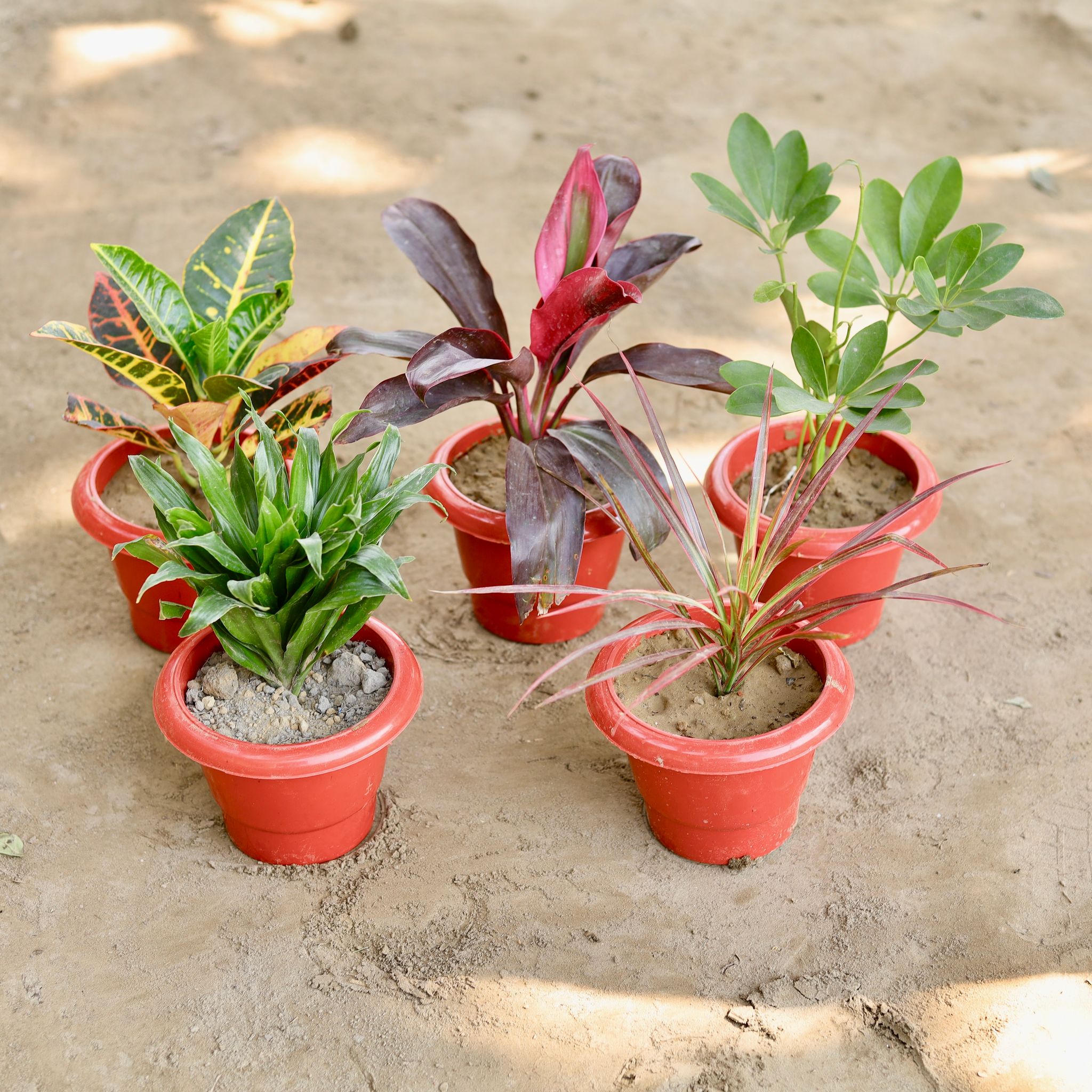 The Blazing Botanica Combo - Set of 5 - Croton Petra, Dracaena Rosea, Schefflera Green, Dracaena Compacta & Colorama in 6 Inch Classy Red Plastic Pot