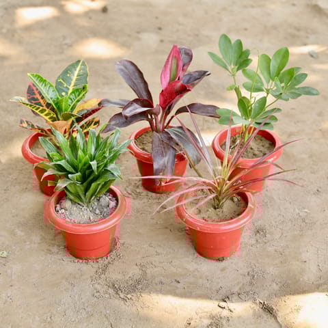 The Blazing Botanica Combo - Set of 5 - Croton Petra, Dracaena Rosea, Schefflera Green, Dracaena Compacta & Colorama in 6 Inch Classy Red Plastic Pot