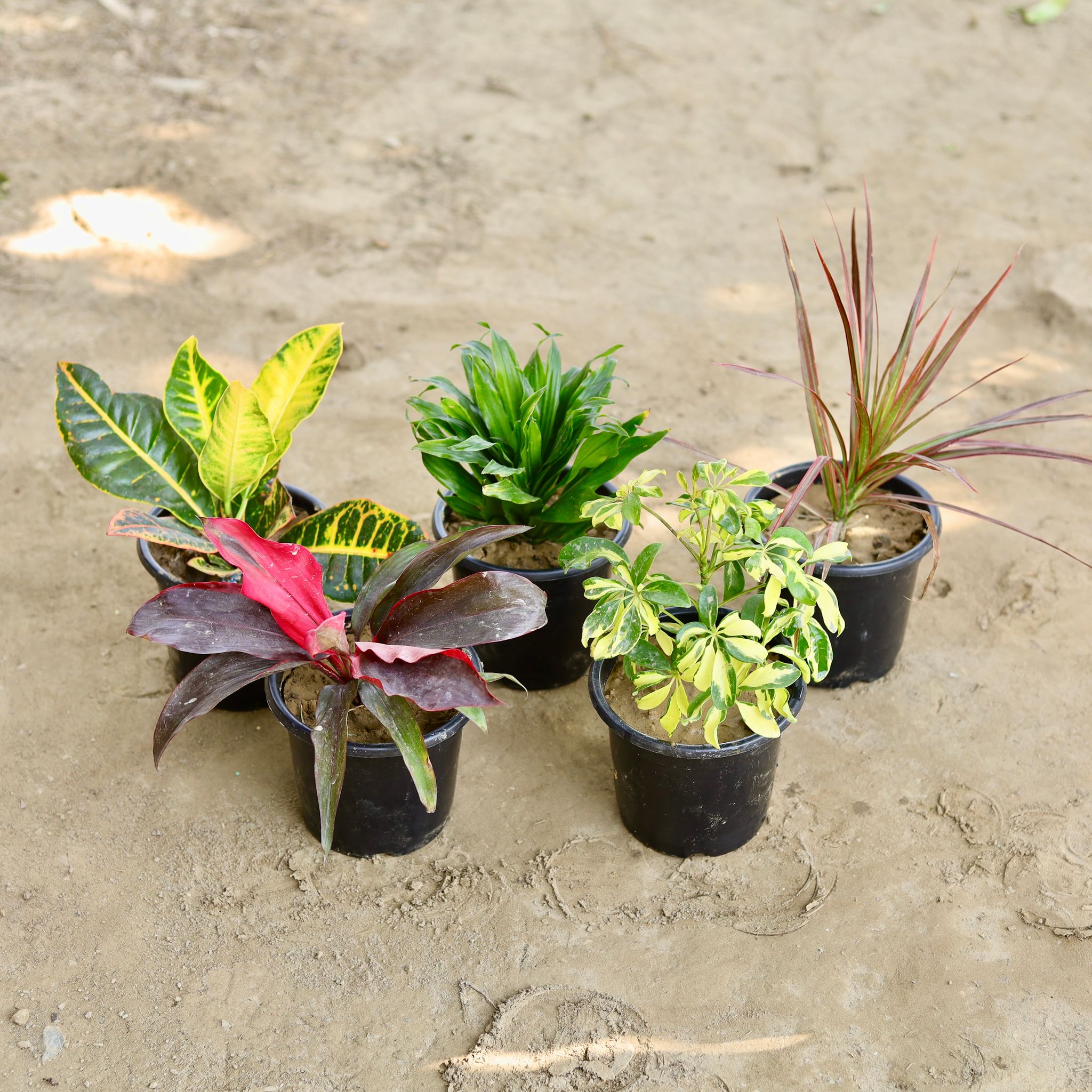 The Ethereal Bloom - Set of 5 - Dracaena Rosea, Croton, Campakta, Schefflera, Dracena in 6 Inch Nursery Pot
