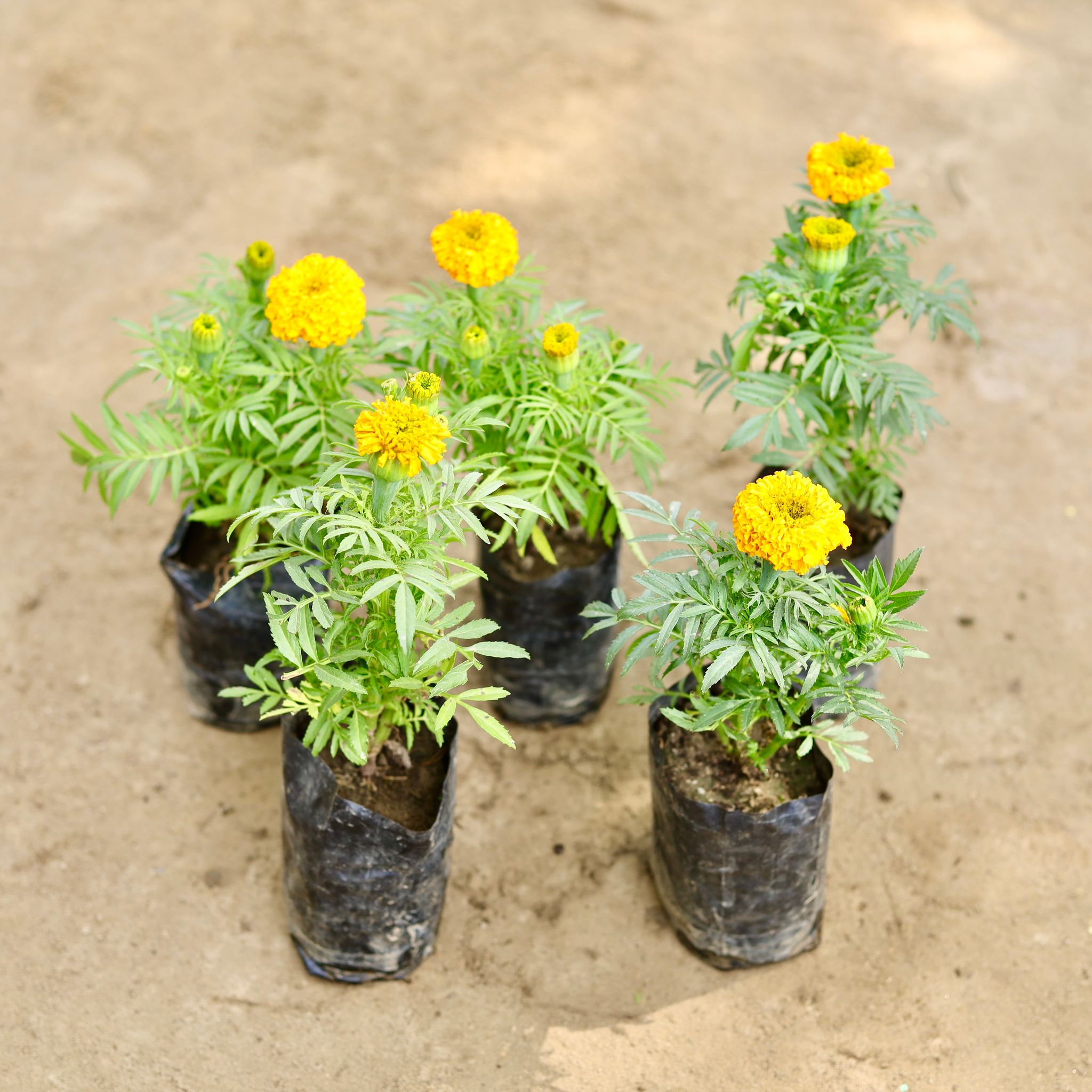 Set of 5 - Marigold (Any Colour) in 4 Inch Nursery bag