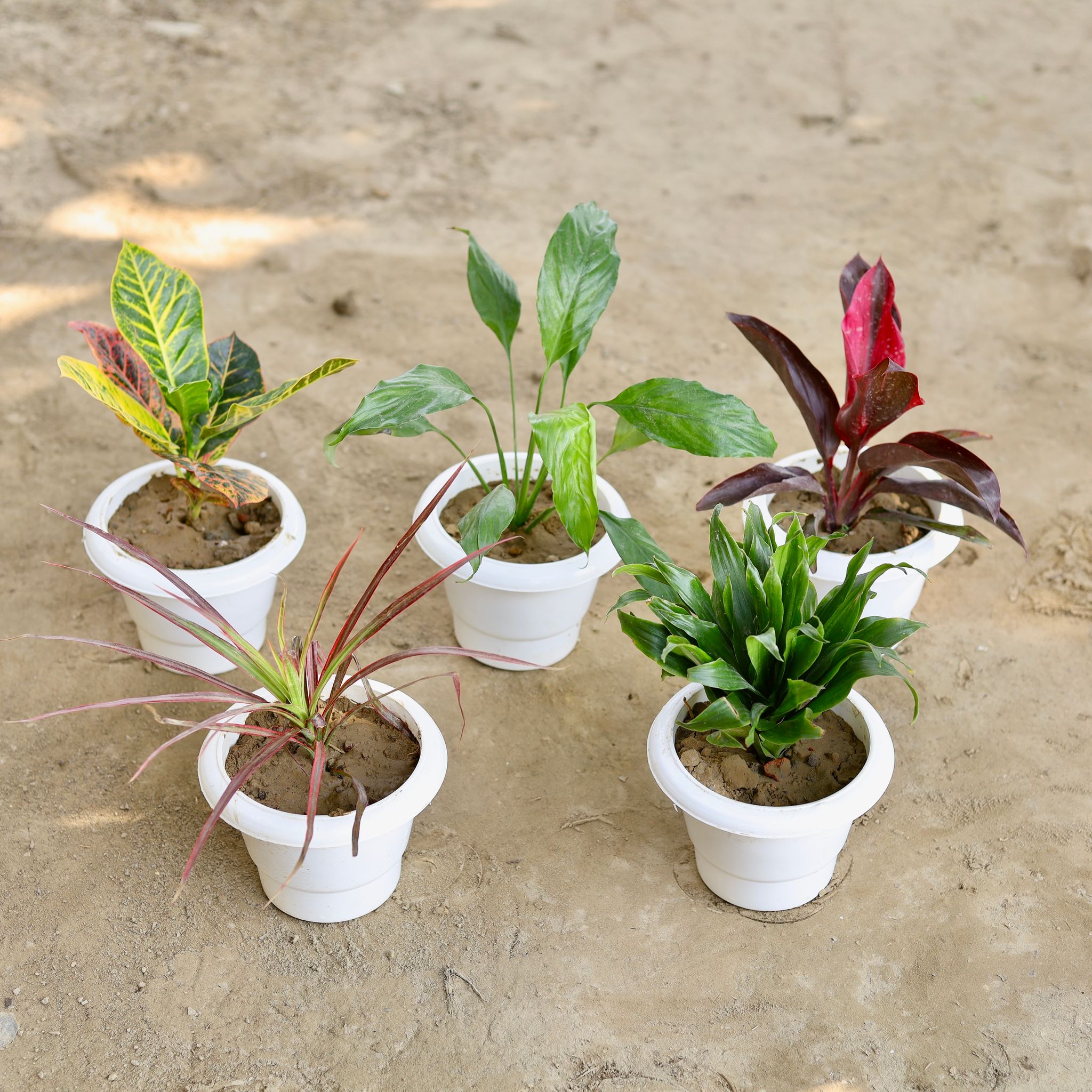 The Chromatic Garden Combo - Set of 5 - Peace Lily, Croton, Dracaena Rosea, Dracaena Compacta, Colorama in 6 Inch Classy White Plastic Pot