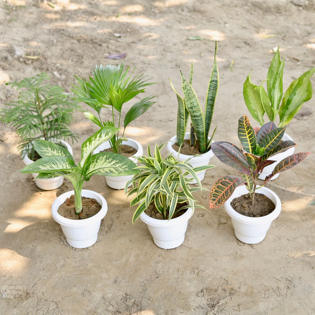 The Green Mirage Combo - Set of 7 - Dieffenbachia, Song Of India, Croton, Araucaria / Christmas Tree, China Palm, Snake, Aglaonema Green Lance in 8 Inch Classy White Plastic Pot
