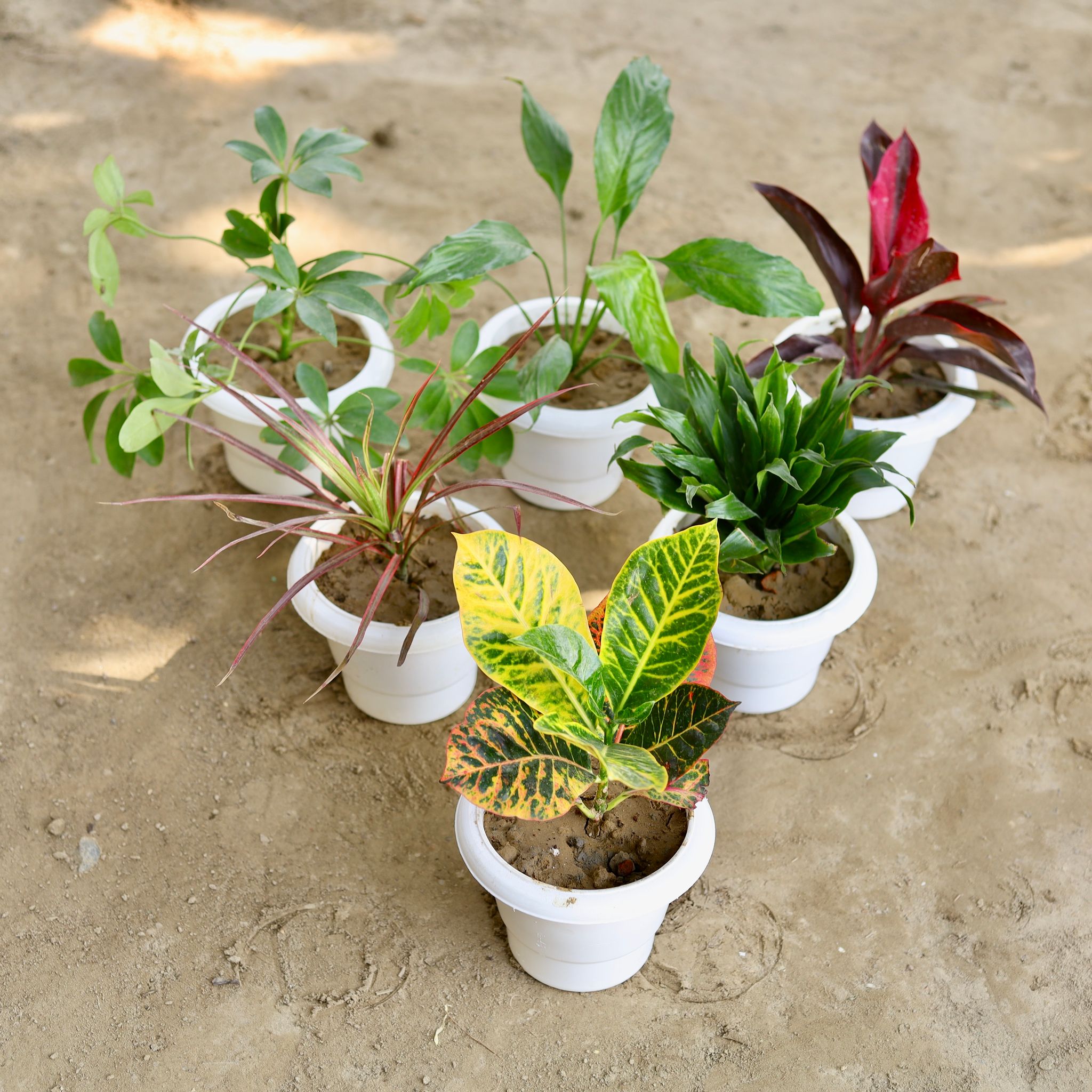 The Bloom & Balance Set of 6 - Rosea, Schefflera, Dricenia, Croton, Campakta, Peace Lily, Dracaena in 6 Inch Classy White Plastic Pot
