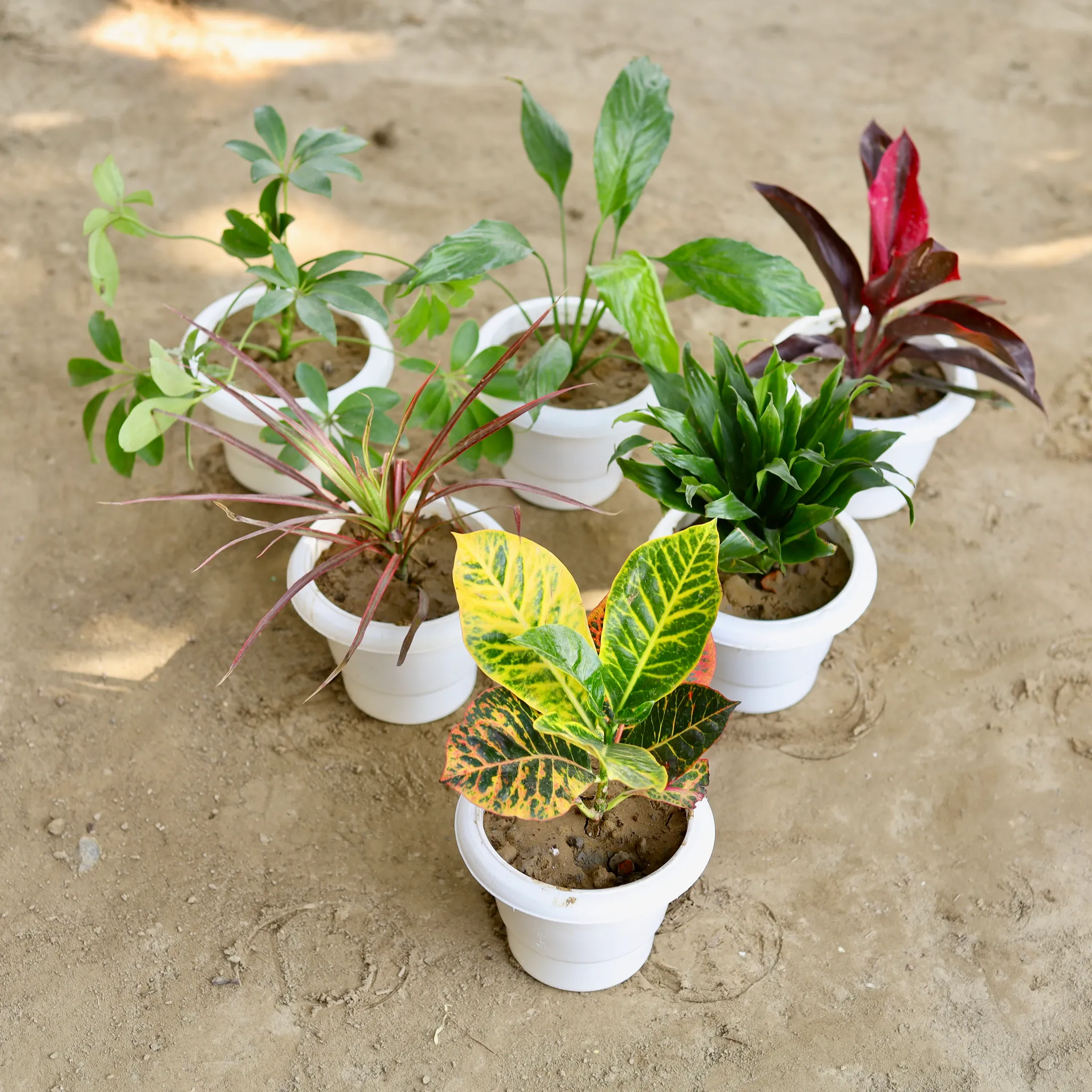 The Bloom & Balance Set of 6 - Rosea, Schefflera, Dricenia, Croton, Campakta, Peace Lily, Dracaena in 6 Inch Classy White Plastic Pot