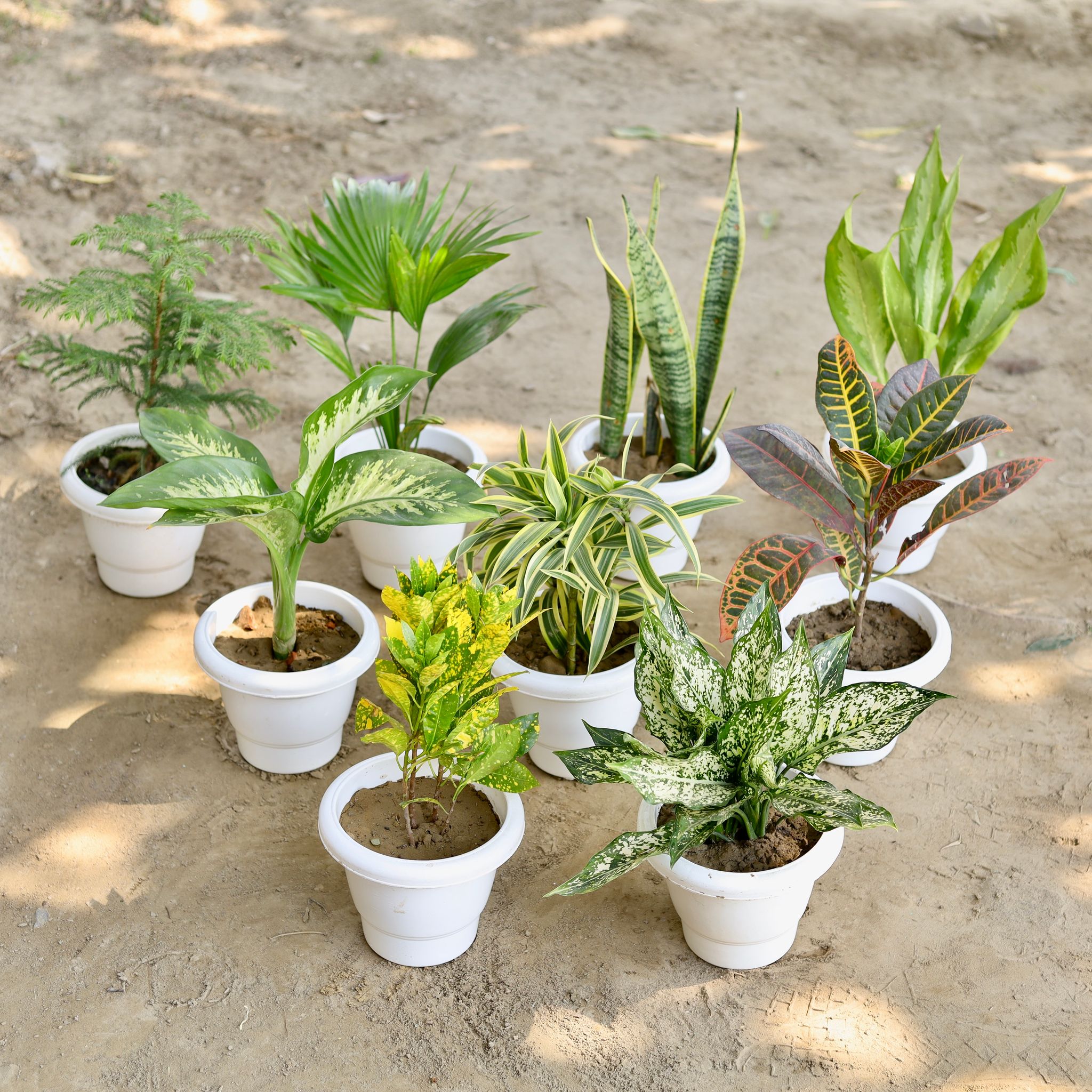 The Layered Greenhouse Combo - Set of 9 - Araucaria / Christmas Tree, China Palm, Snake, Aglaonema Green Lance, Dieffenbachia, Song Of India, Croton, Baby Croton, Aglaonema Snow White in 8 Inch Classy White Plastic Pot