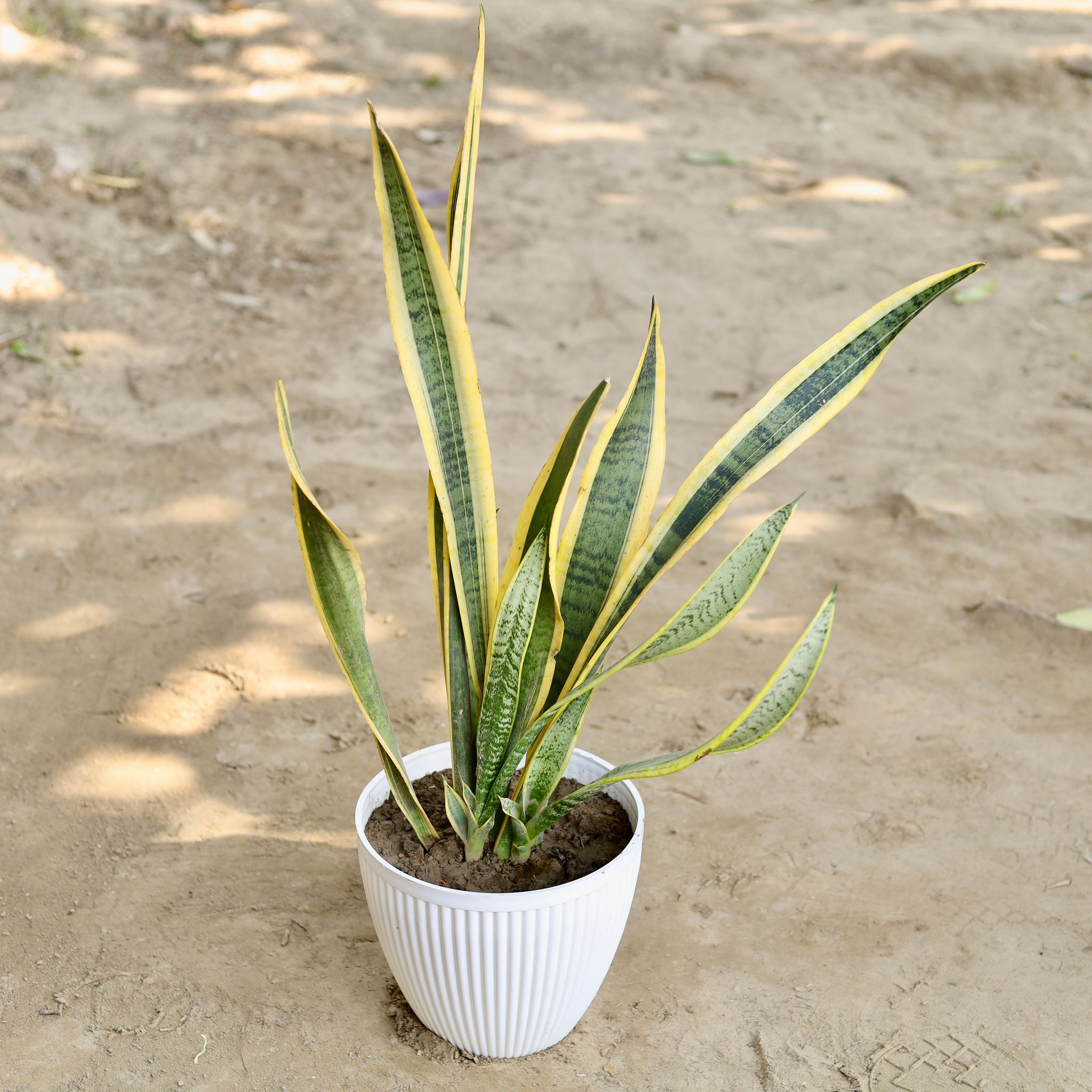Snake Plant in 9 Inch White Premium Vector Plastic Pot