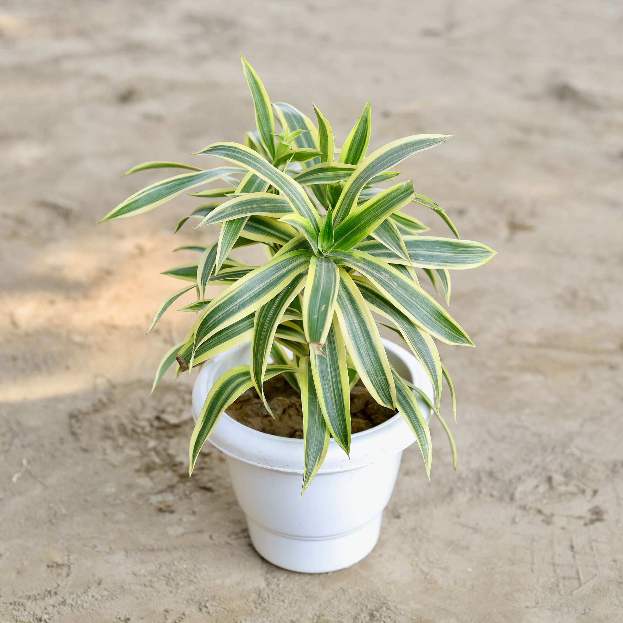 Song Of India in 8 Inch Classy White Plastic Pot