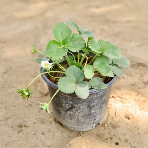 Strawberry in 6 Inch Nursery Pot