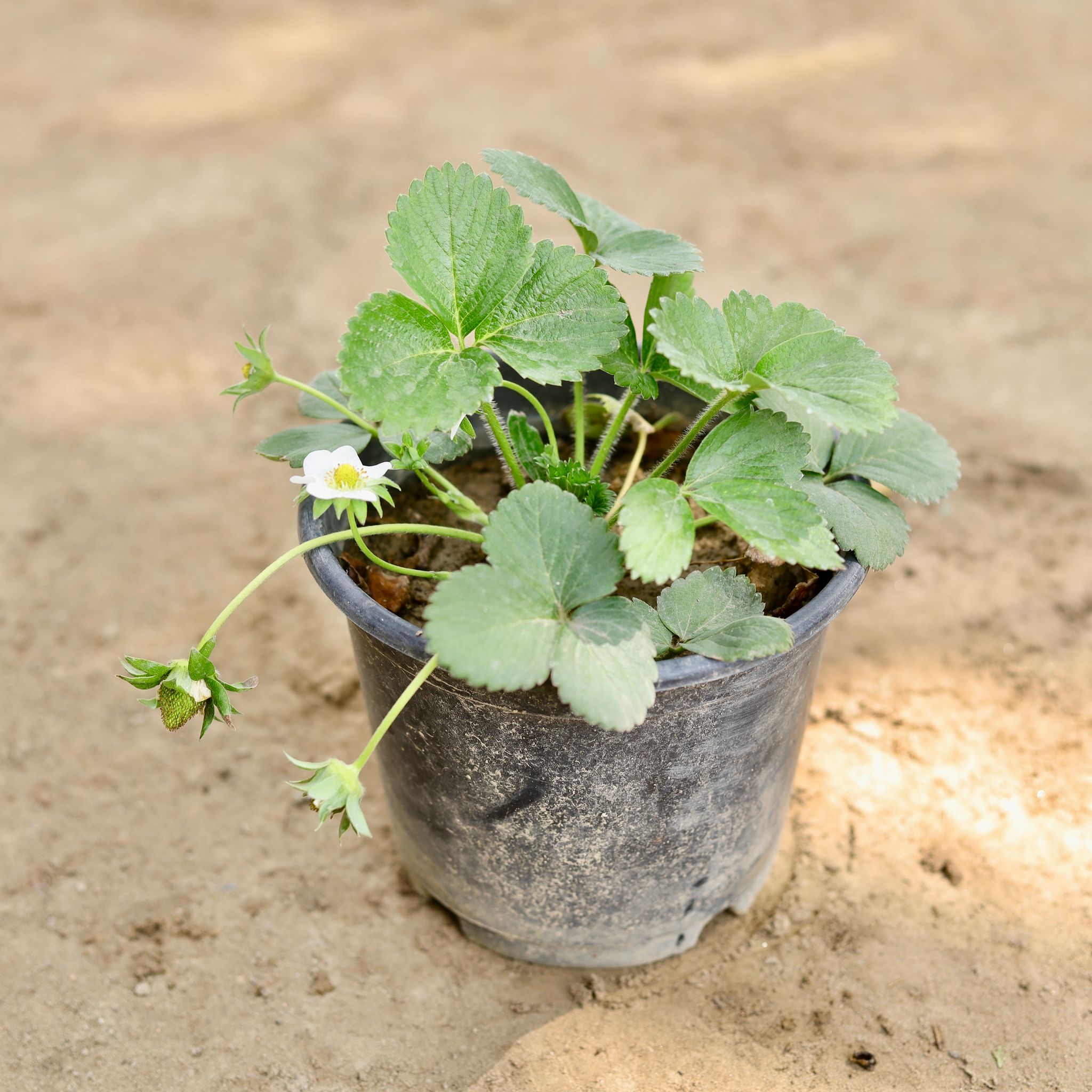 Strawberry in 6 Inch Nursery Pot