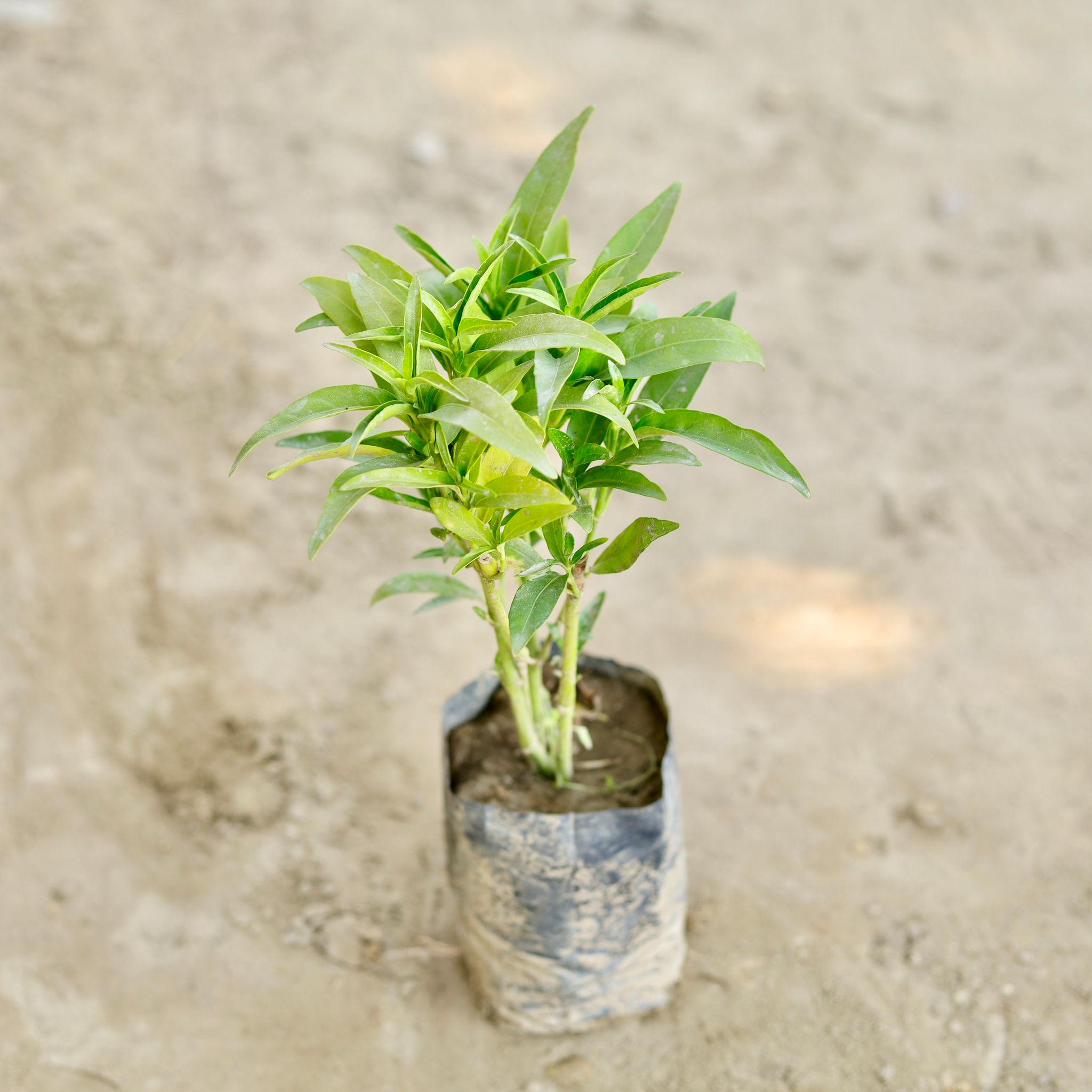 Sukh Shanti in 4 Inch Nursery bag