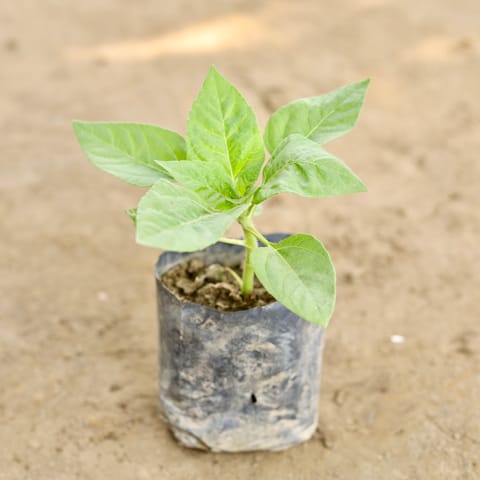 Sun Flower (Any Colour) in 4 Inch Nursery bag