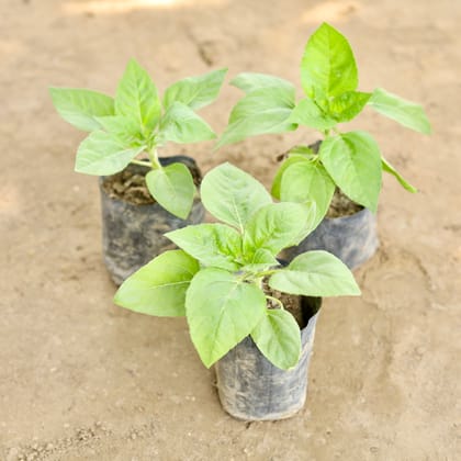 Buy Sun Flower (Any Colour) in 4 Inch Nursery bag Online | Urvann.com