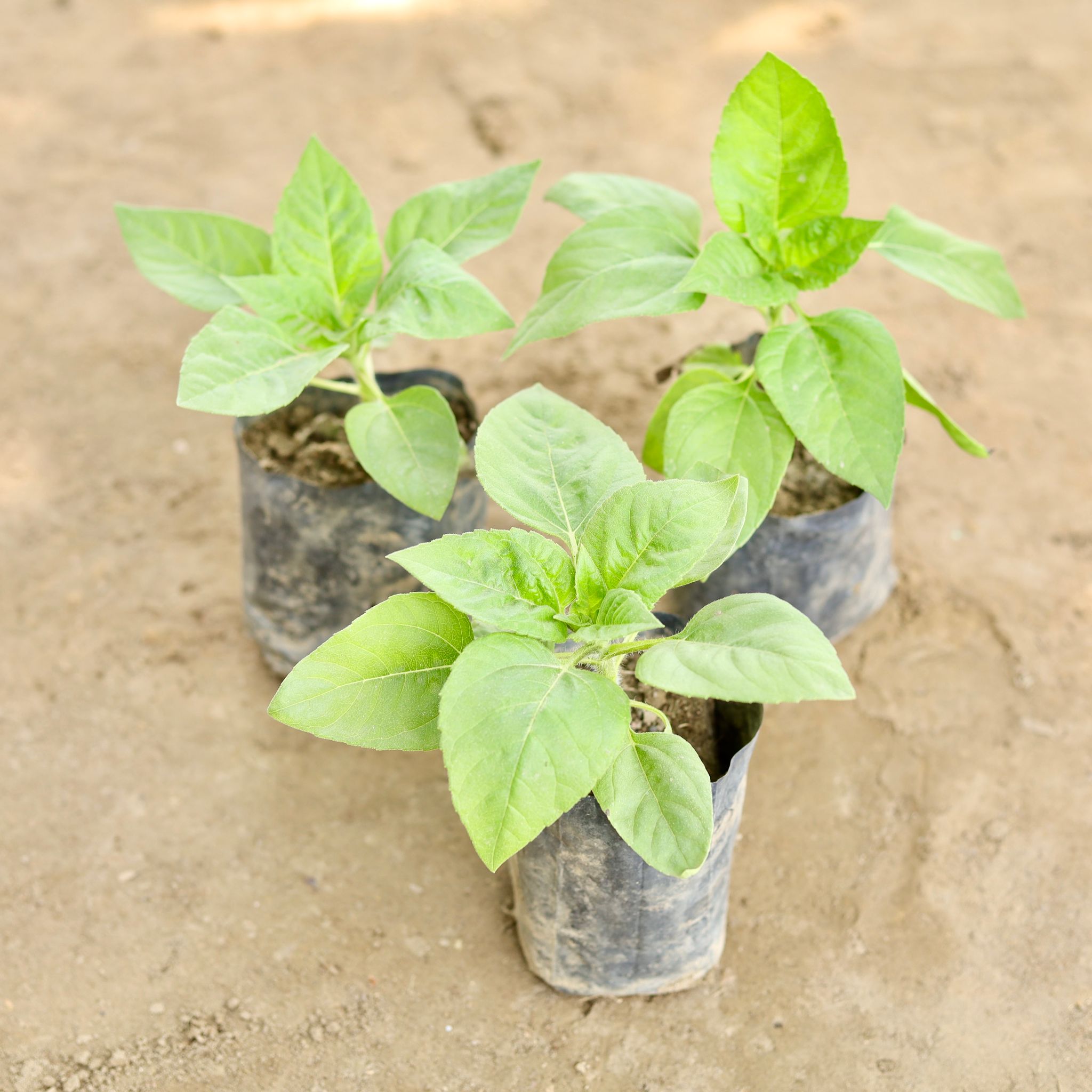 Sun Flower (Any Colour) in 4 Inch Nursery bag