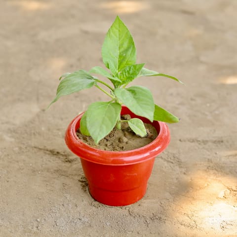 Sun Flower (Any Colour) in 6 Inch Classy Red Plastic Pot