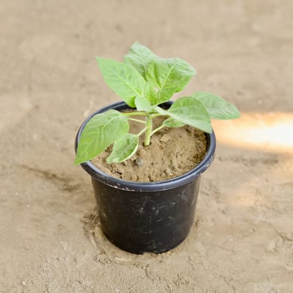 Buy Sun Flower (Any Colour) in 6 Inch Nursery Pot Online | Urvann.com