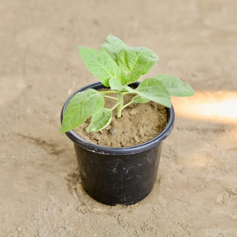 Sun Flower (Any Colour) in 6 Inch Nursery Pot
