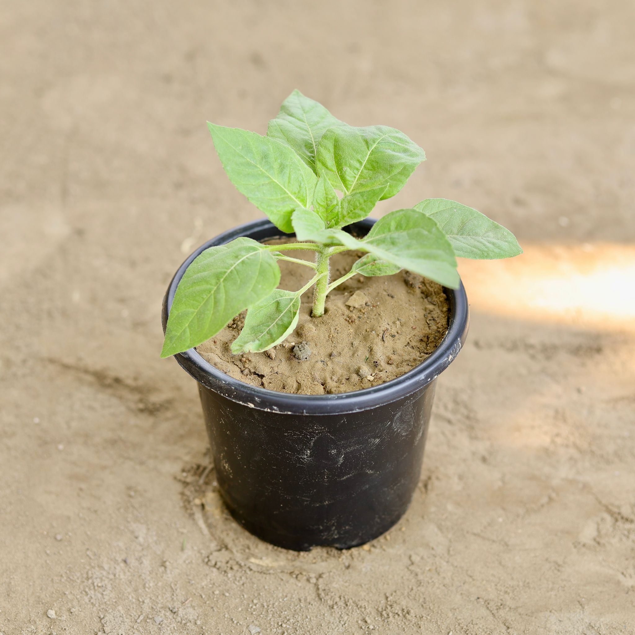 Sun Flower (Any Colour) in 6 Inch Nursery Pot