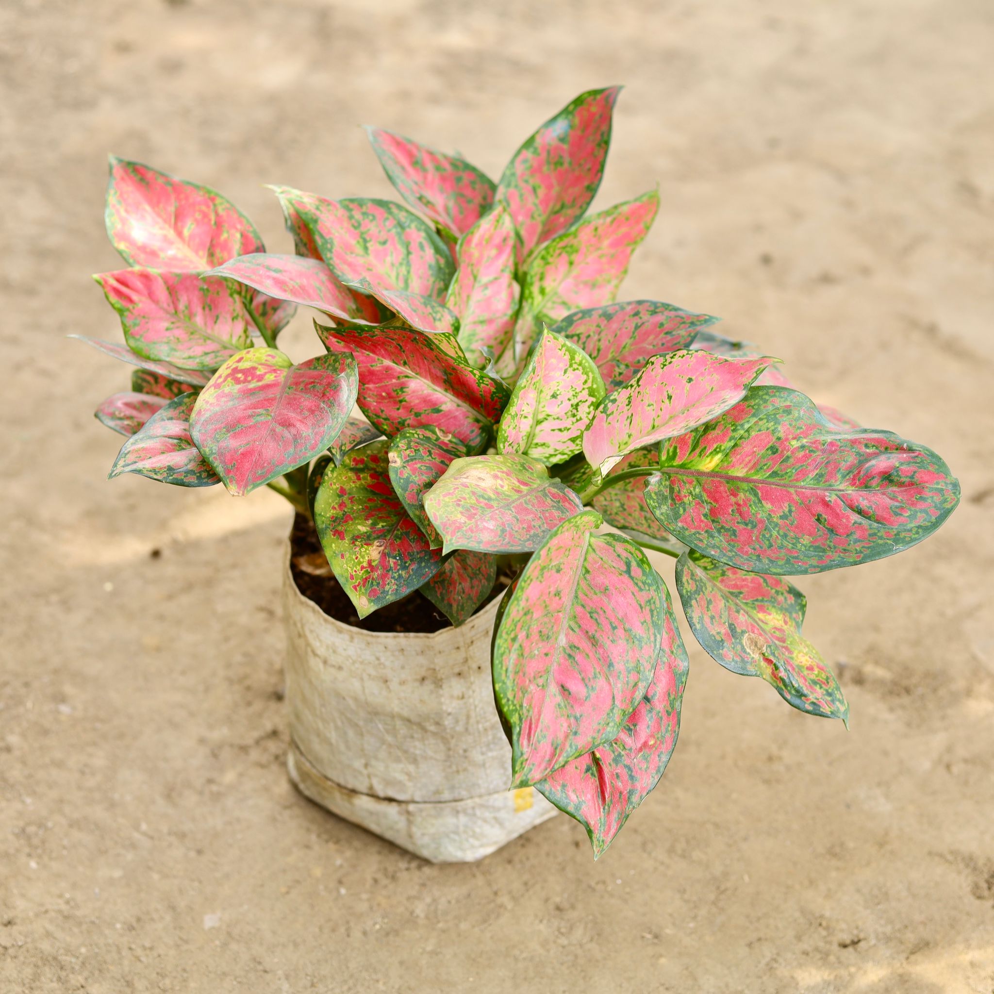 Aglaonema Valentine in 8 Inch Nursery bag