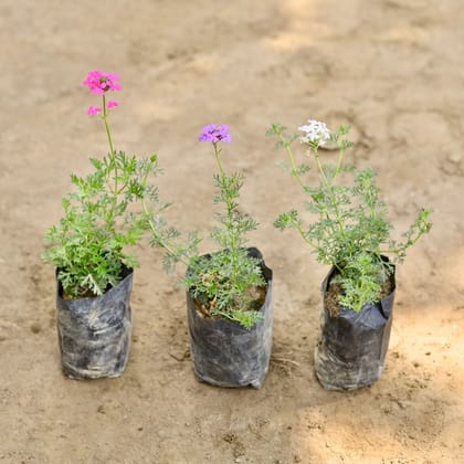 Buy Set of 2 - Verbena (Any Colour) in 4 Inch Nursery bag Online | Urvann.com