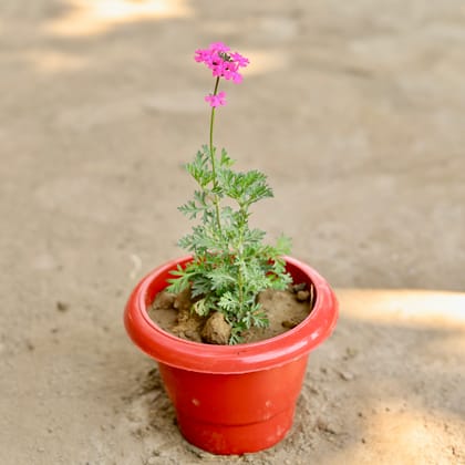 Buy Verbena (Any Colour) in 6 Inch Classy Red Plastic Pot Online | Urvann.com