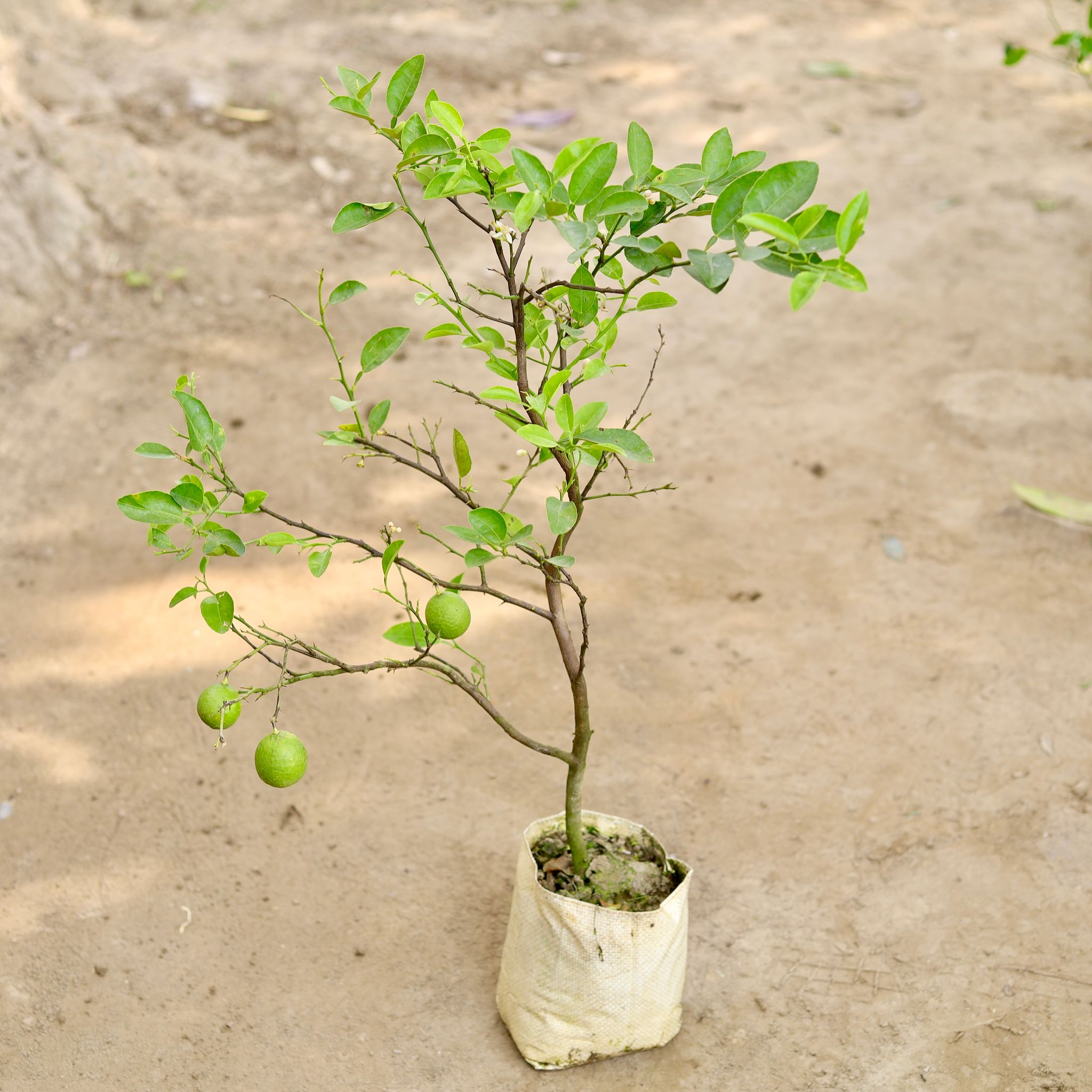Nimbu / Lemon in 7 Inch Nursery bag