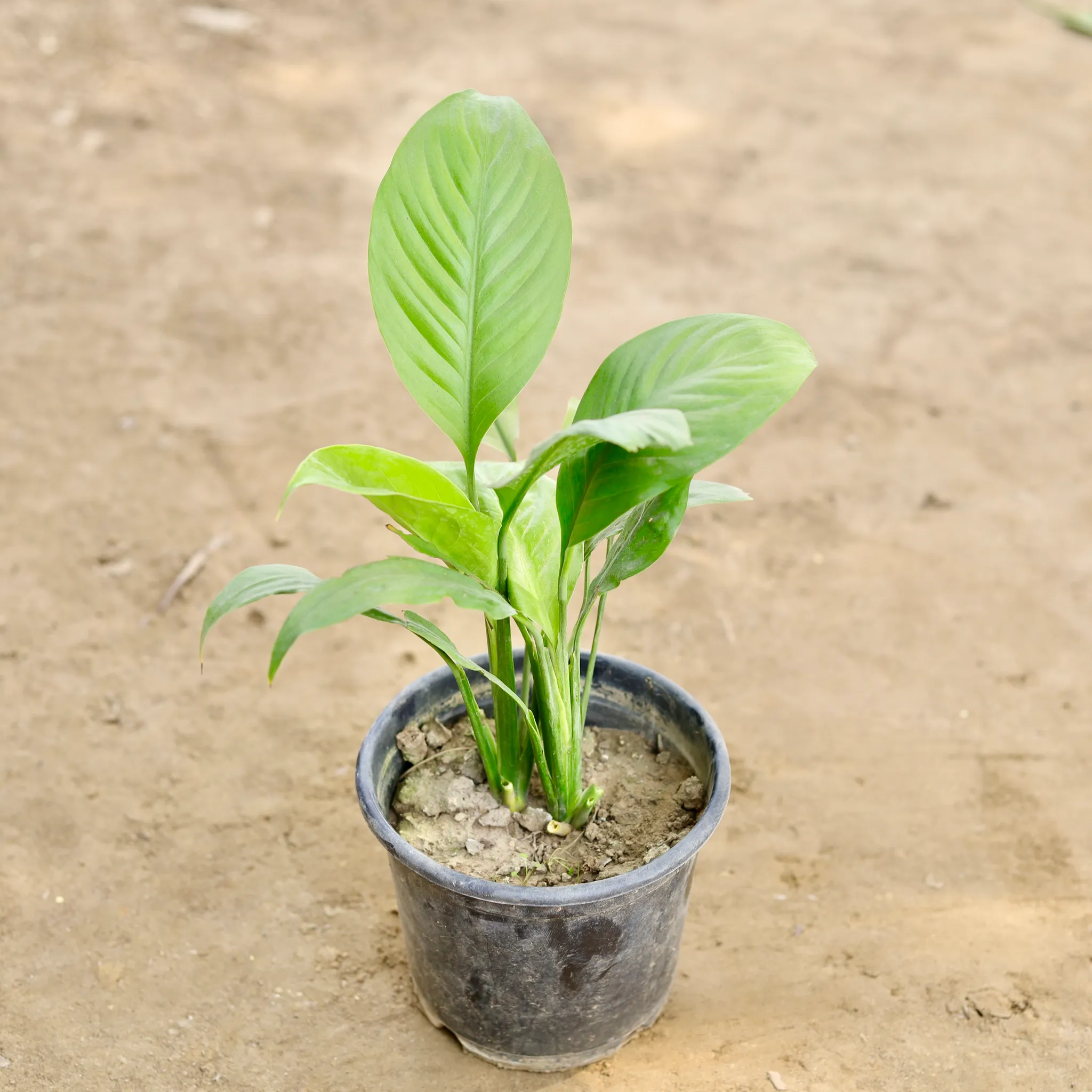 Peace Lily (Any Colour) in 6 Inch Nursery Pot