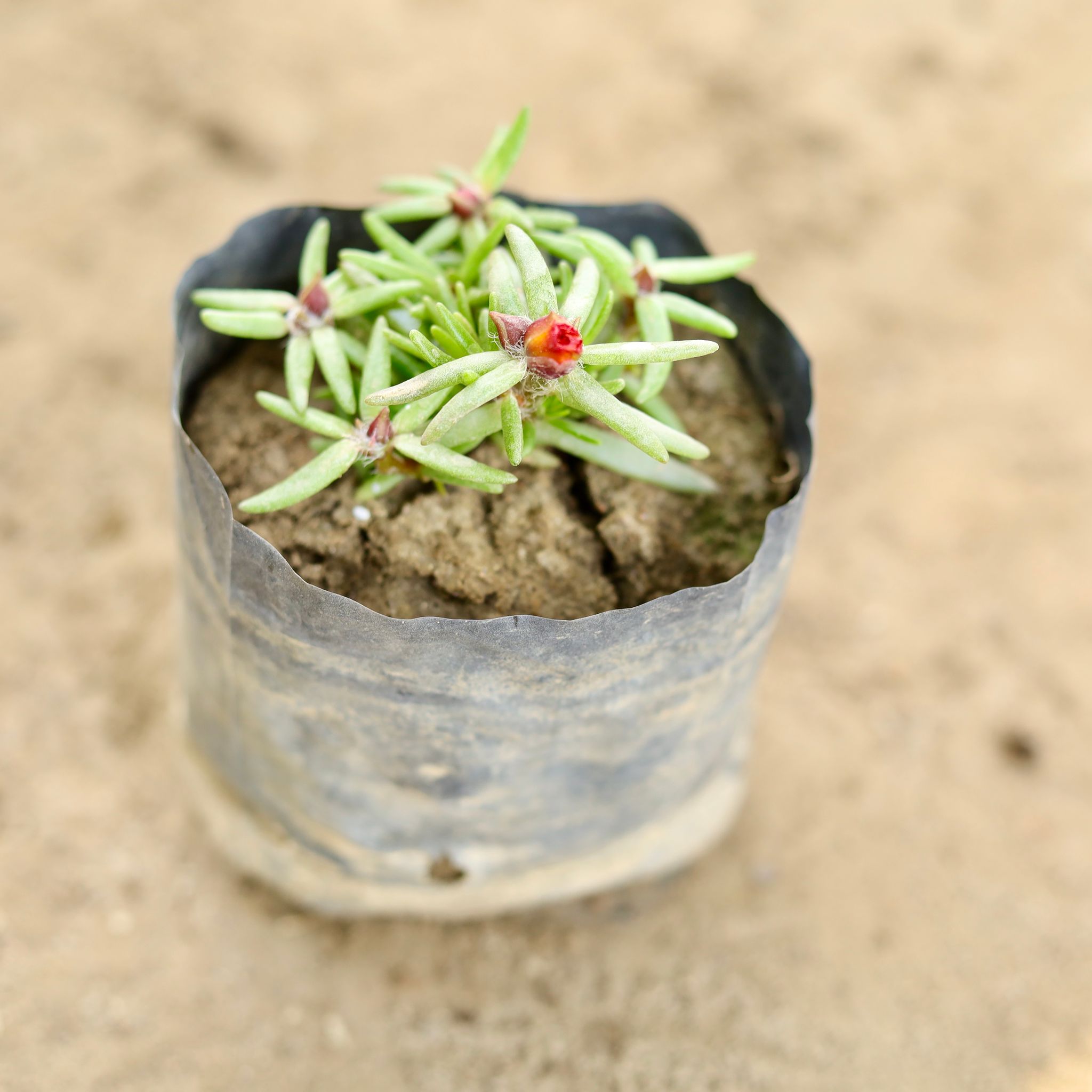 Potulaca Moss Rose (Any Colour) in 4 Inch Nursery bag