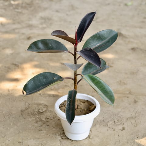 Rubber Plant Black in 8 Inch Classy White Plastic Pot