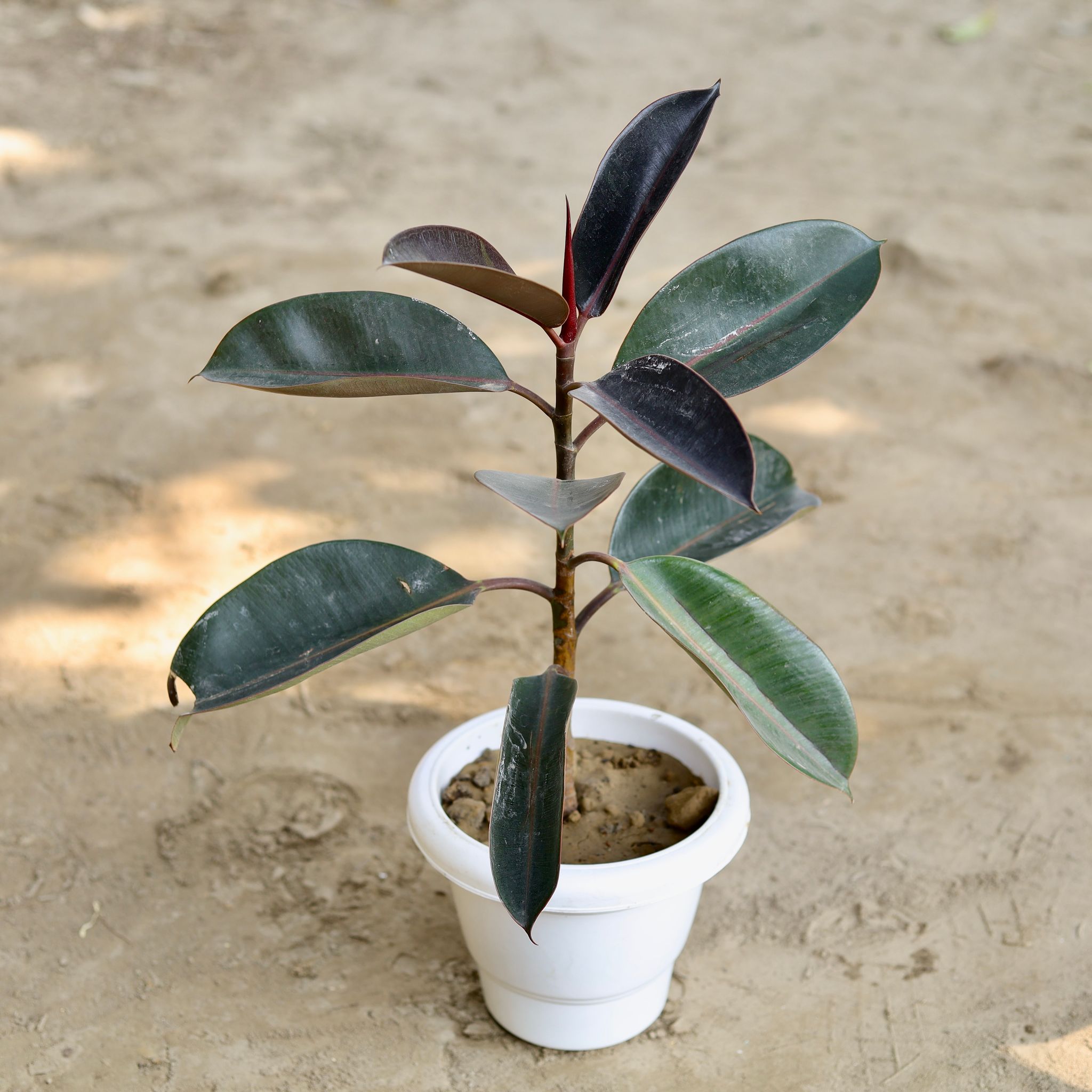 Rubber Plant Black in 8 Inch Classy White Plastic Pot