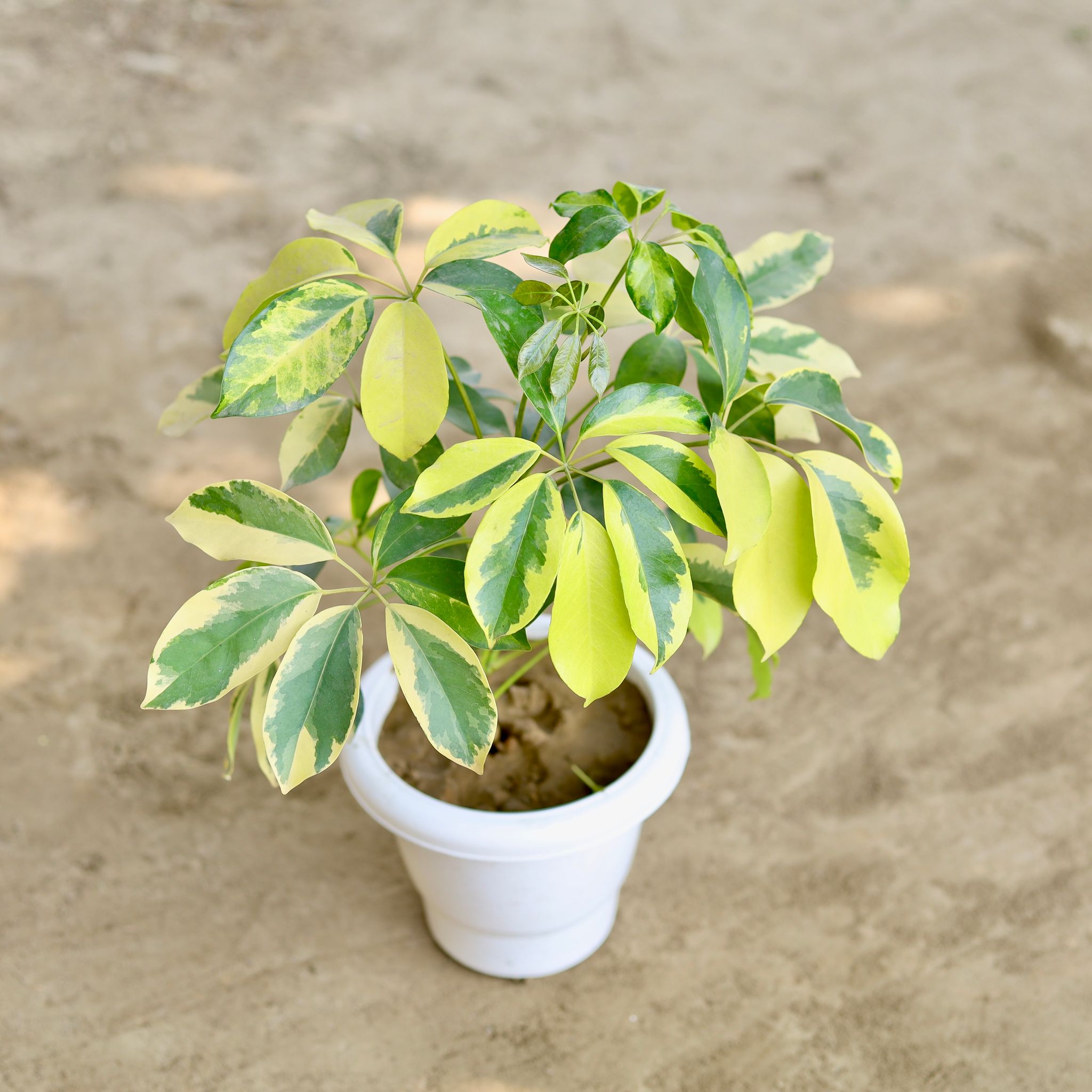 Schefflera Brassia in 8 Inch Classy White Plastic Pot