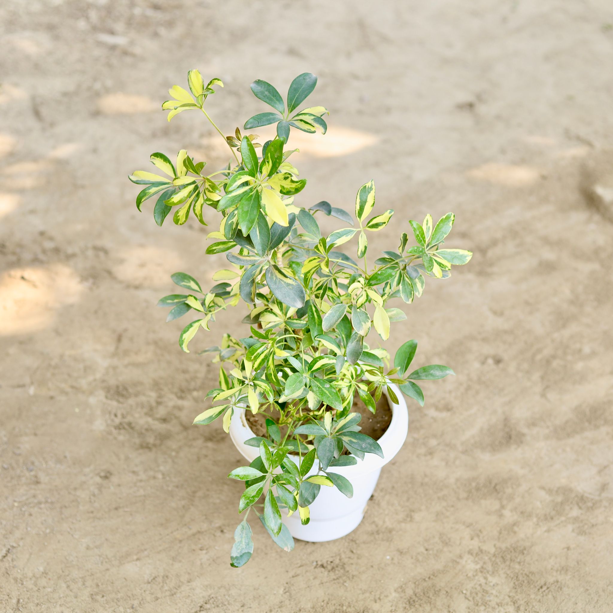 Schefflera Brassia in 8 Inch Classy White Plastic Pot