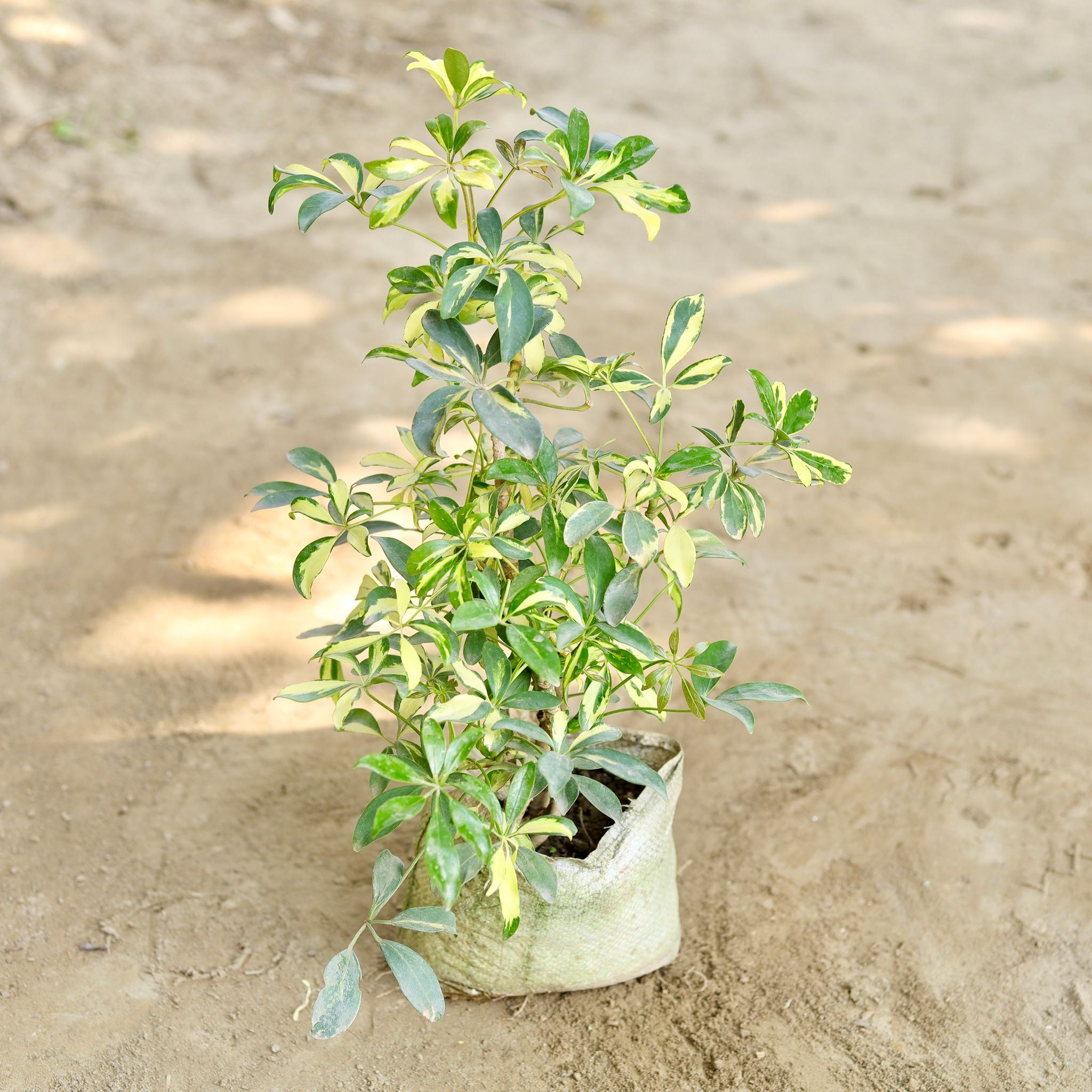 Schefflera Brassia in 7 Inch Nursery bag
