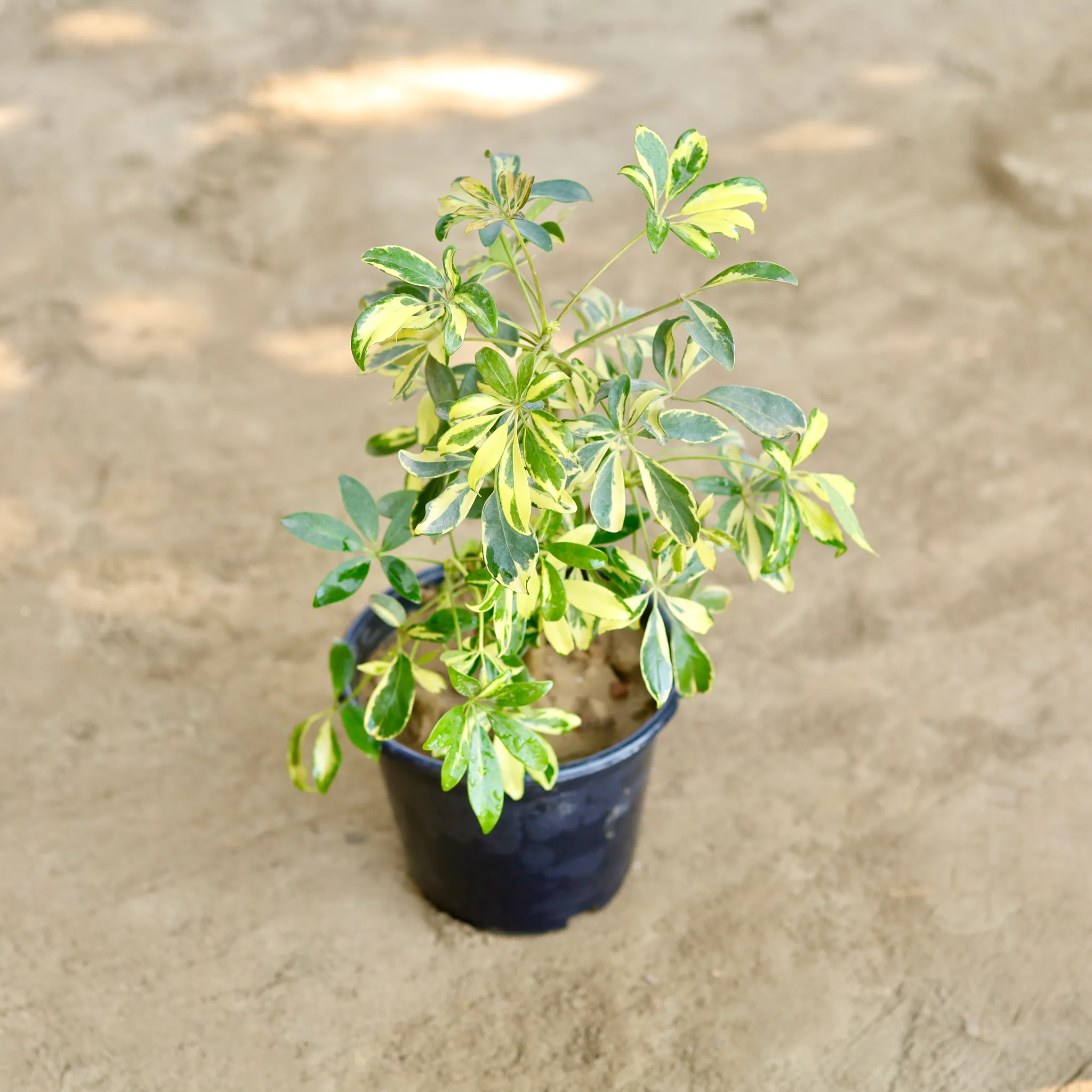 Schefflera Brassia in 8 Inch Nursery Pot