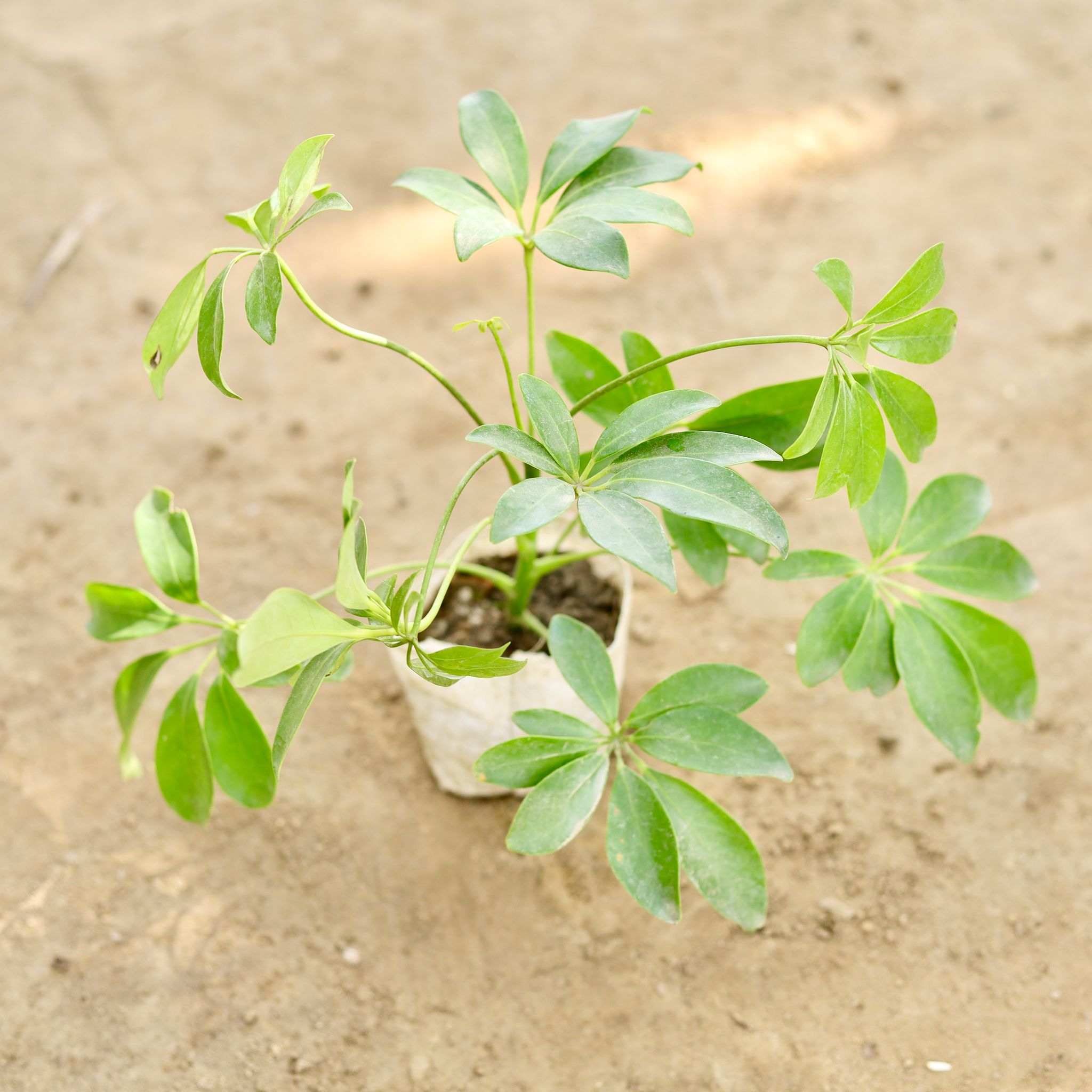 Schefflera Green in 4 Inch Nursery bag