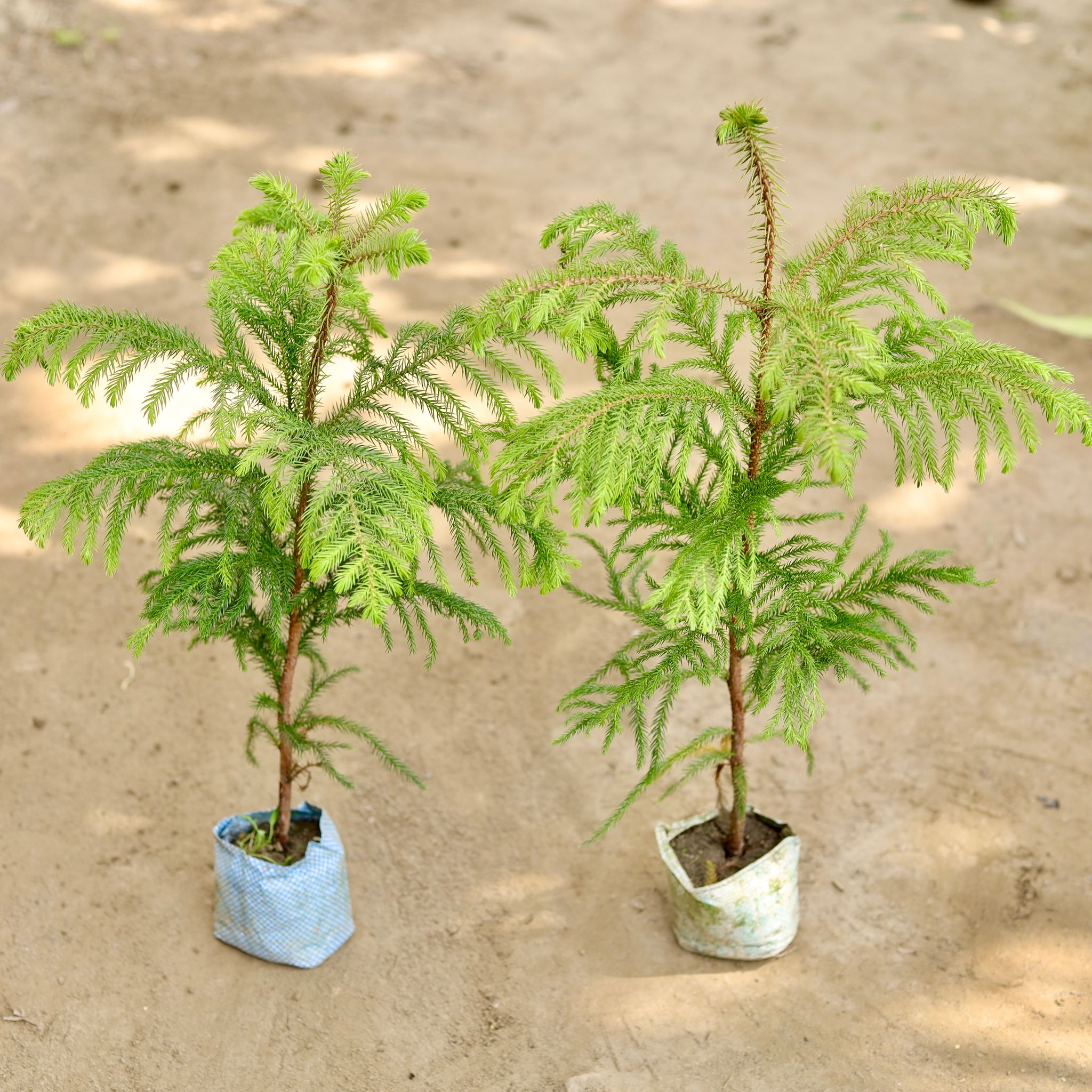 Set of 2 - Araucaria / Christmas Tree in 7 Inch Nursery bag
